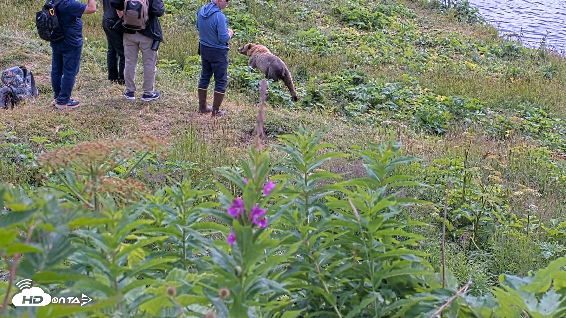 Snapshot of Kodiak Alaska Brown Bears Live Webcam taken Aug 2, 2026, 1:27pm AKDT