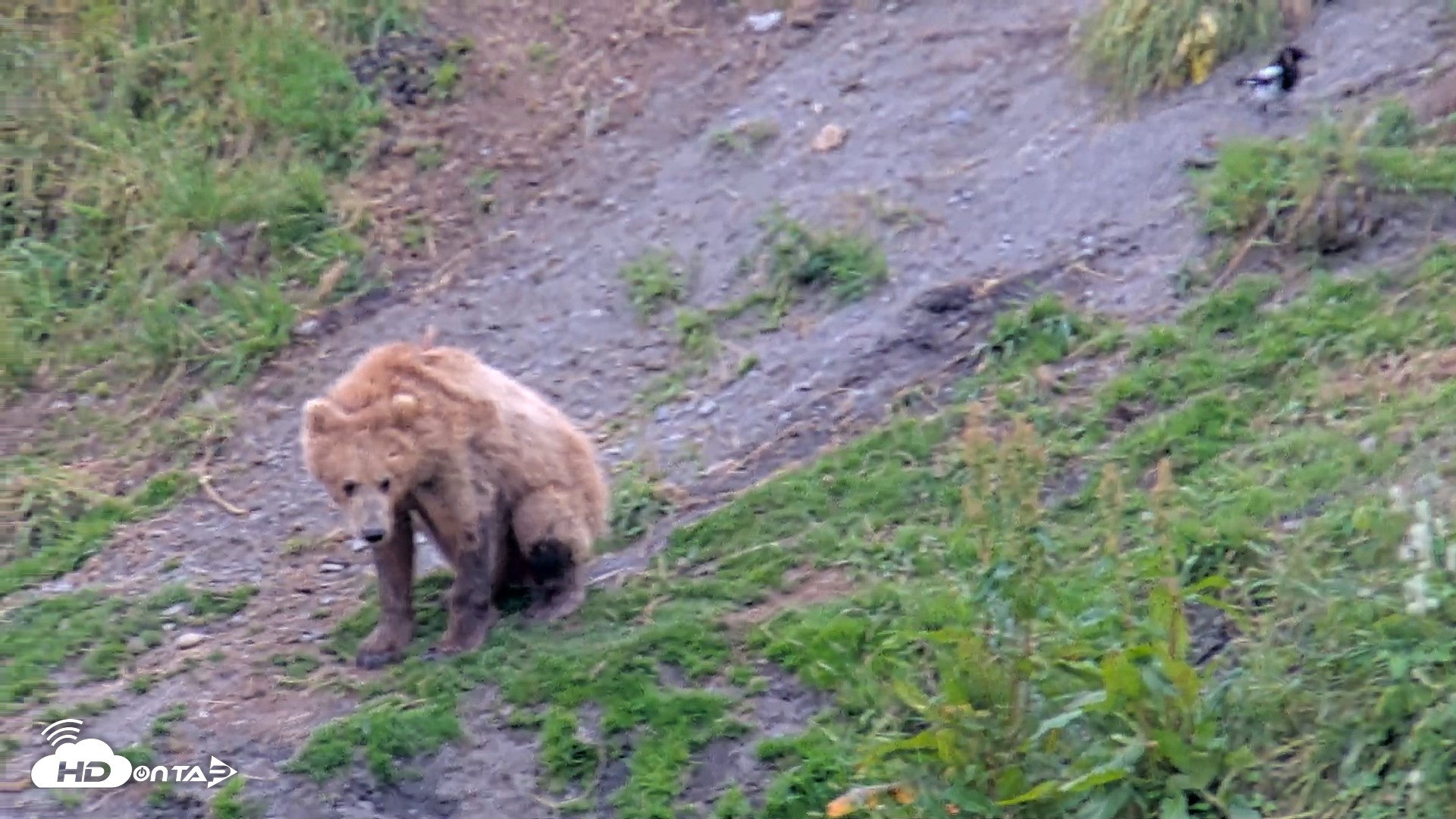 Snapshot of Kodiak Alaska Brown Bears Live Webcam taken Aug 10, 2026, 6:10pm AKDT