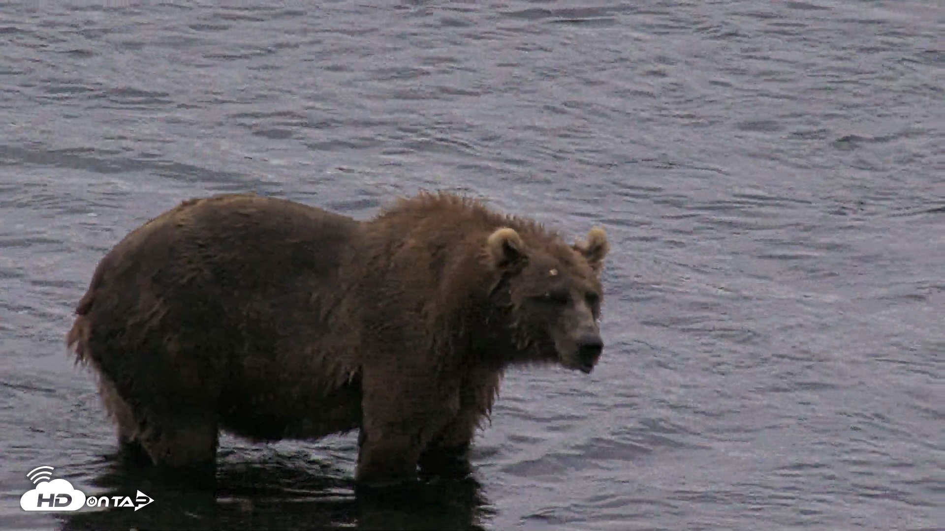 Snapshot of Kodiak Alaska Brown Bears Live Webcam taken Aug 11, 2026, 6:34am AKDT