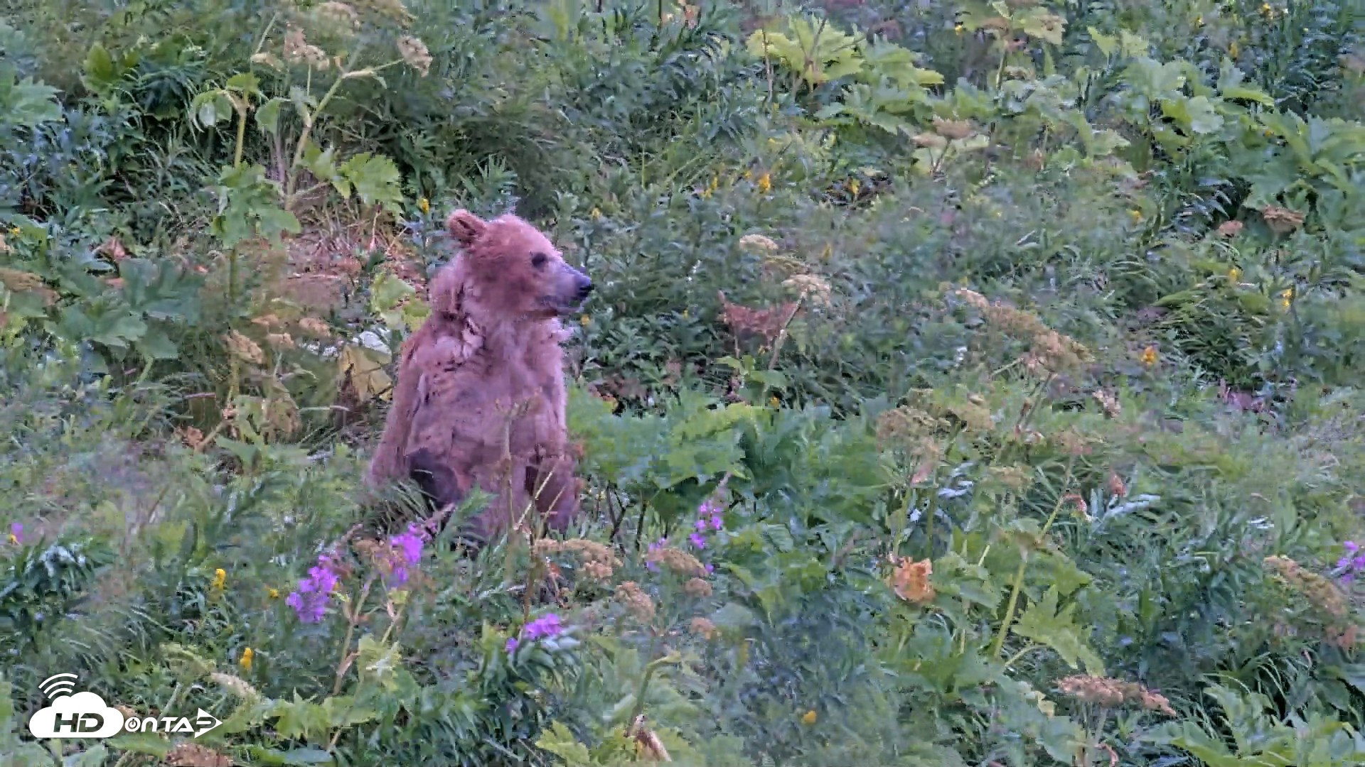 Snapshot of Kodiak Alaska Brown Bears Live Webcam taken Aug 12, 2026, 2:27pm AKDT