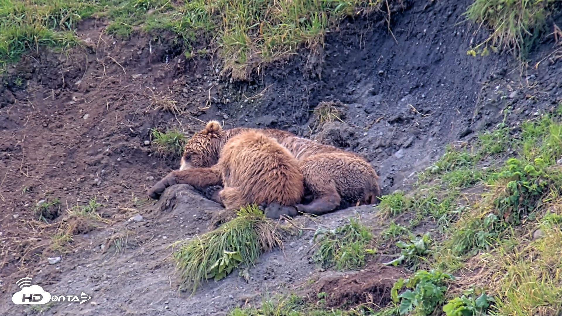 Snapshot of Kodiak Alaska Brown Bears Live Webcam taken Aug 9, 2026, 12:00pm AKDT