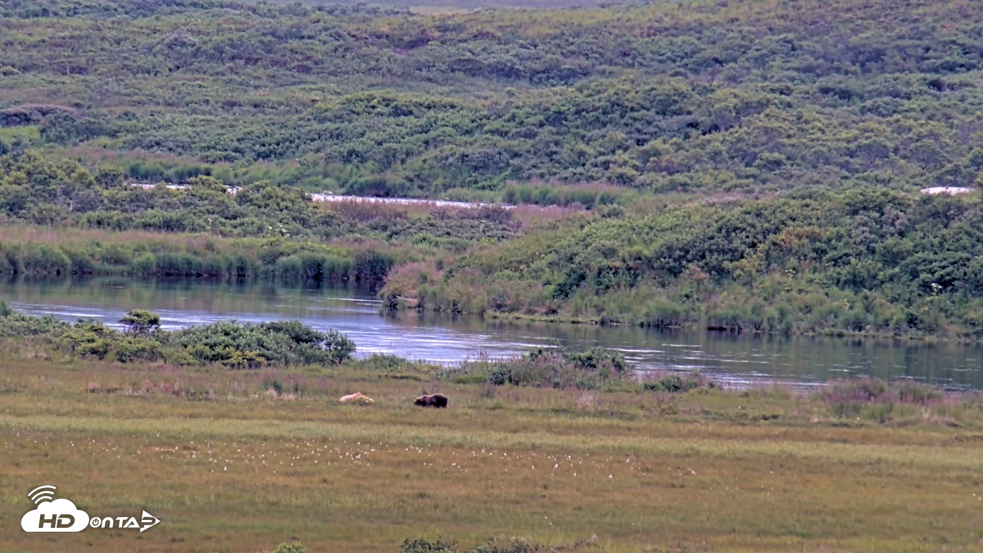Snapshot of Kodiak Alaska Brown Bears Live Webcam taken Aug 11, 2026, 8:30am AKDT
