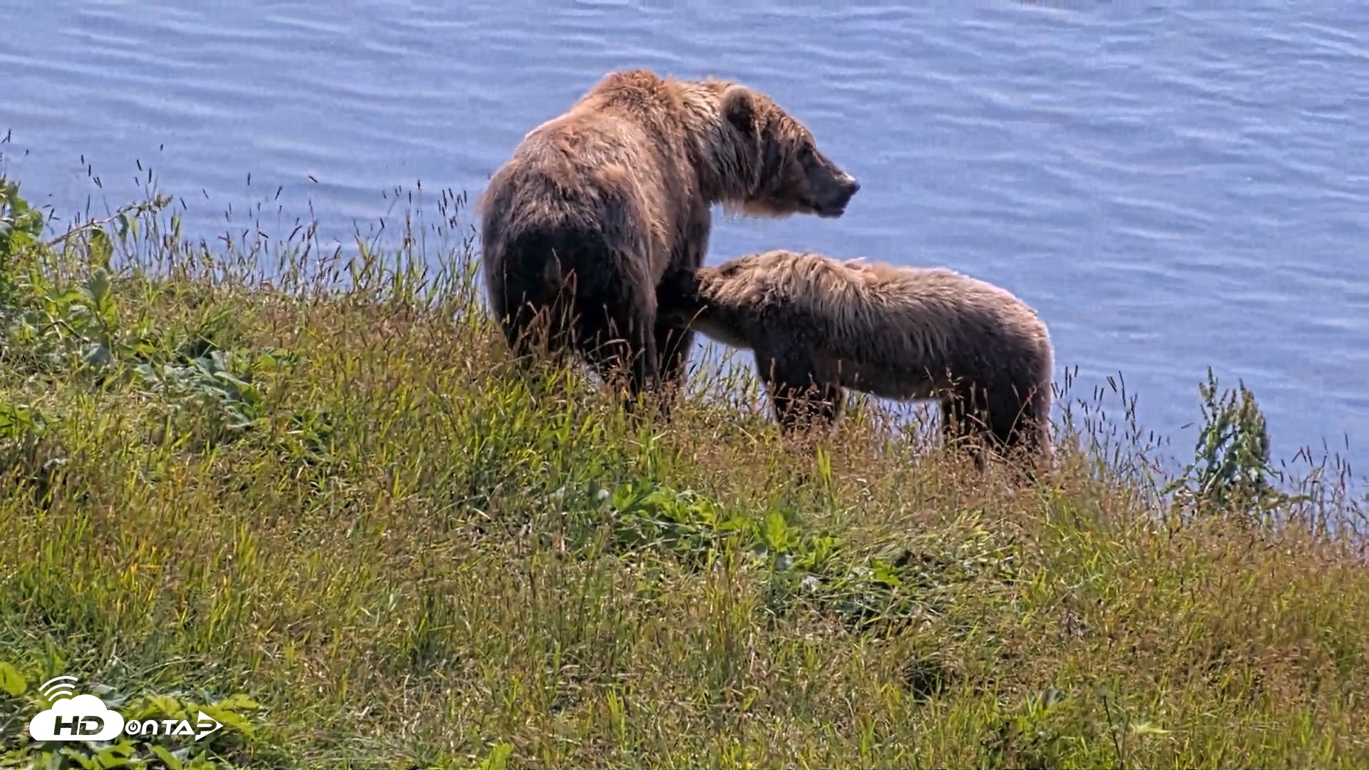 Snapshot of Kodiak Alaska Brown Bears Live Webcam taken Aug 8, 2026, 12:27pm AKDT