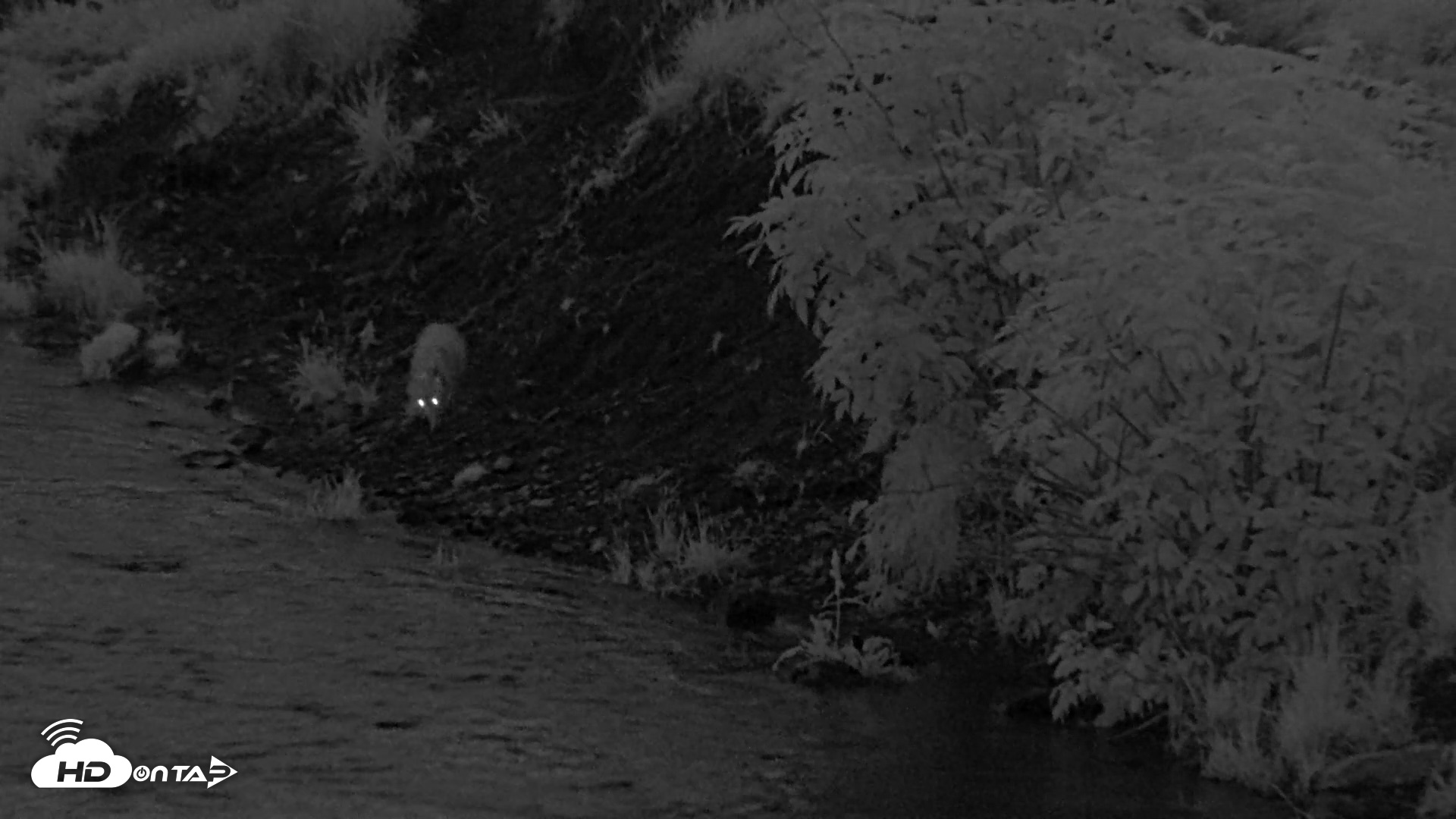 Snapshot of Kodiak Alaska Brown Bears Live Webcam taken Aug 14, 2026, 6:09am AKDT
