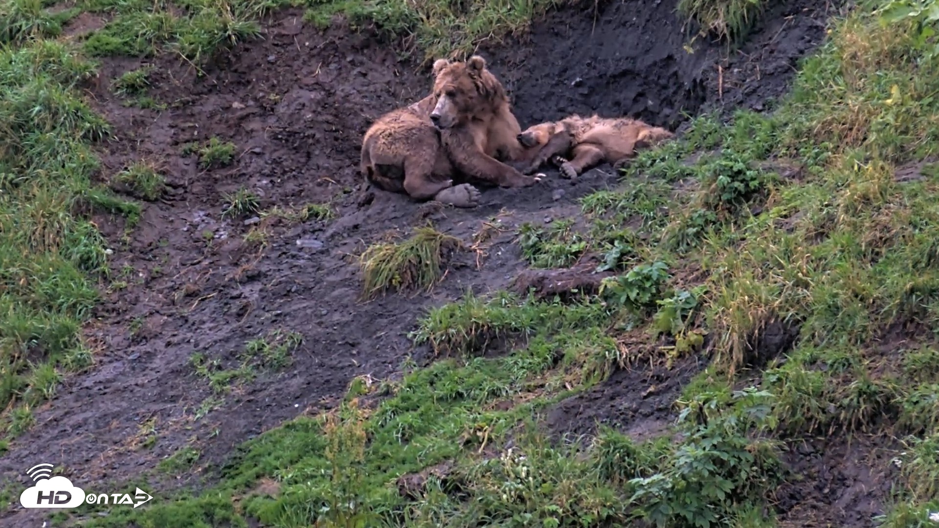 Snapshot of Kodiak Alaska Brown Bears Live Webcam taken Aug 17, 2026, 7:28pm AKDT