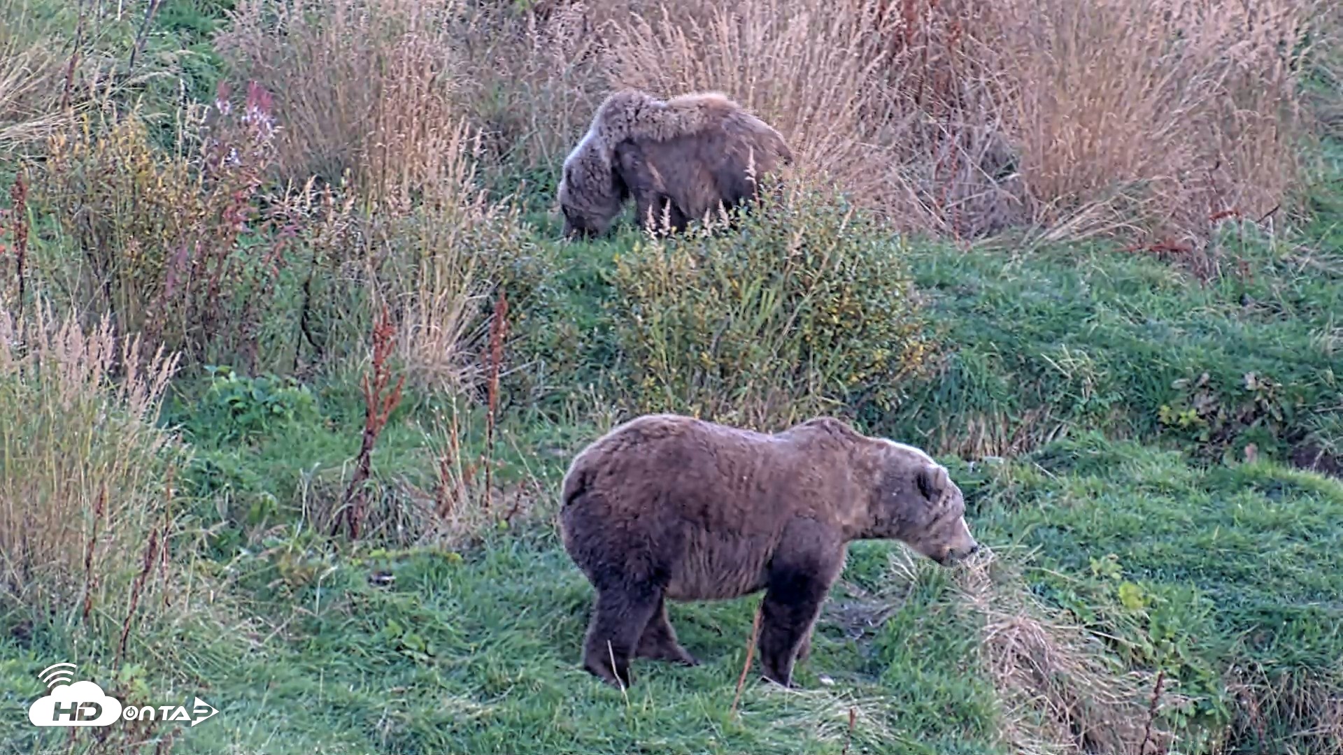 Snapshot of Kodiak Alaska Brown Bears Live Webcam taken Oct 1, 2026, 7:11pm AKDT