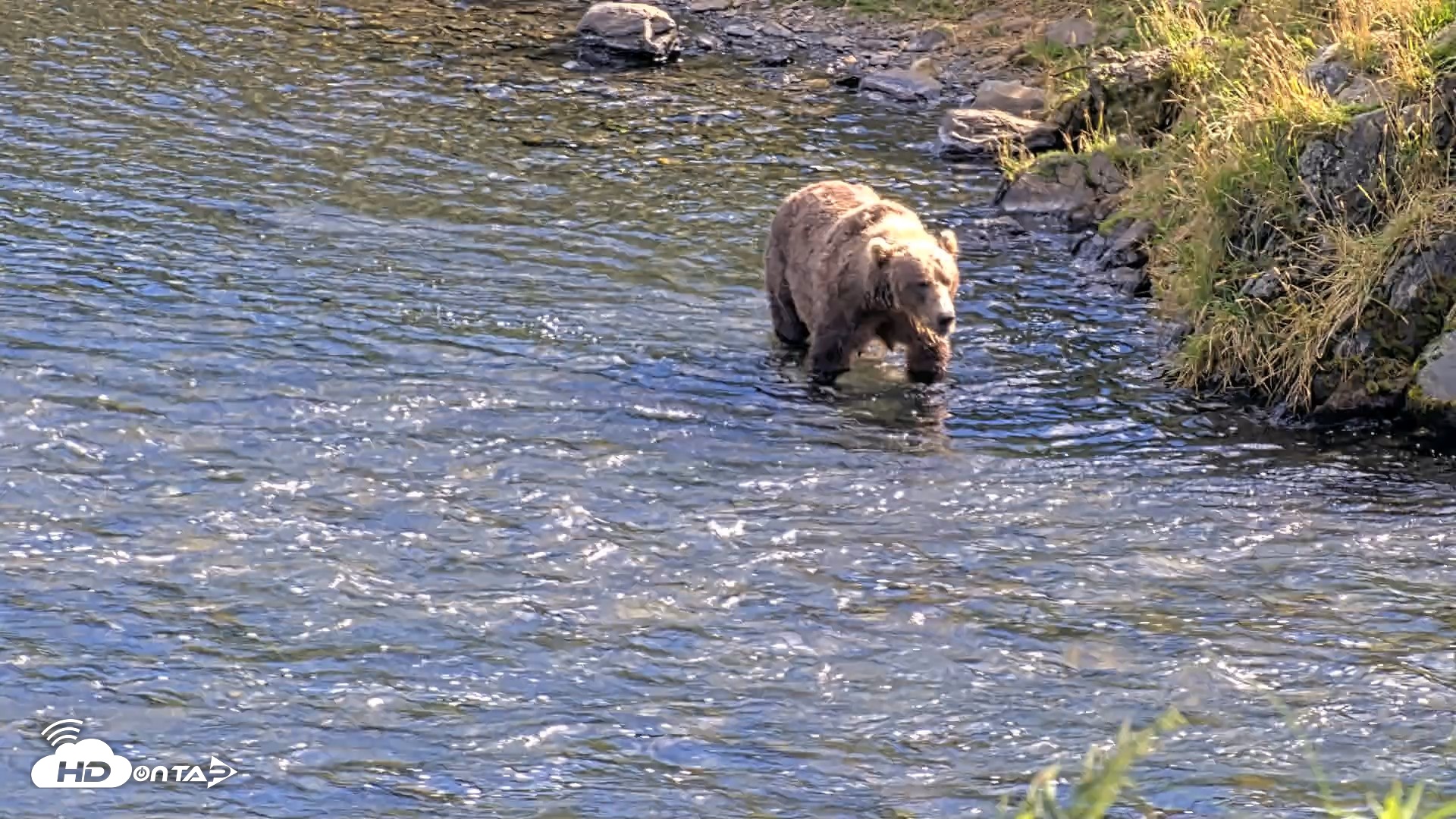 Snapshot of Kodiak Alaska Brown Bears Live Webcam taken Aug 23, 2026, 5:00pm AKDT