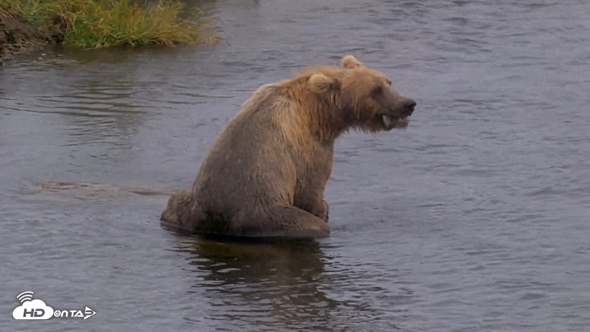 Snapshot of Kodiak Alaska Brown Bears Live Webcam taken Aug 13, 2026, 4:48pm AKDT