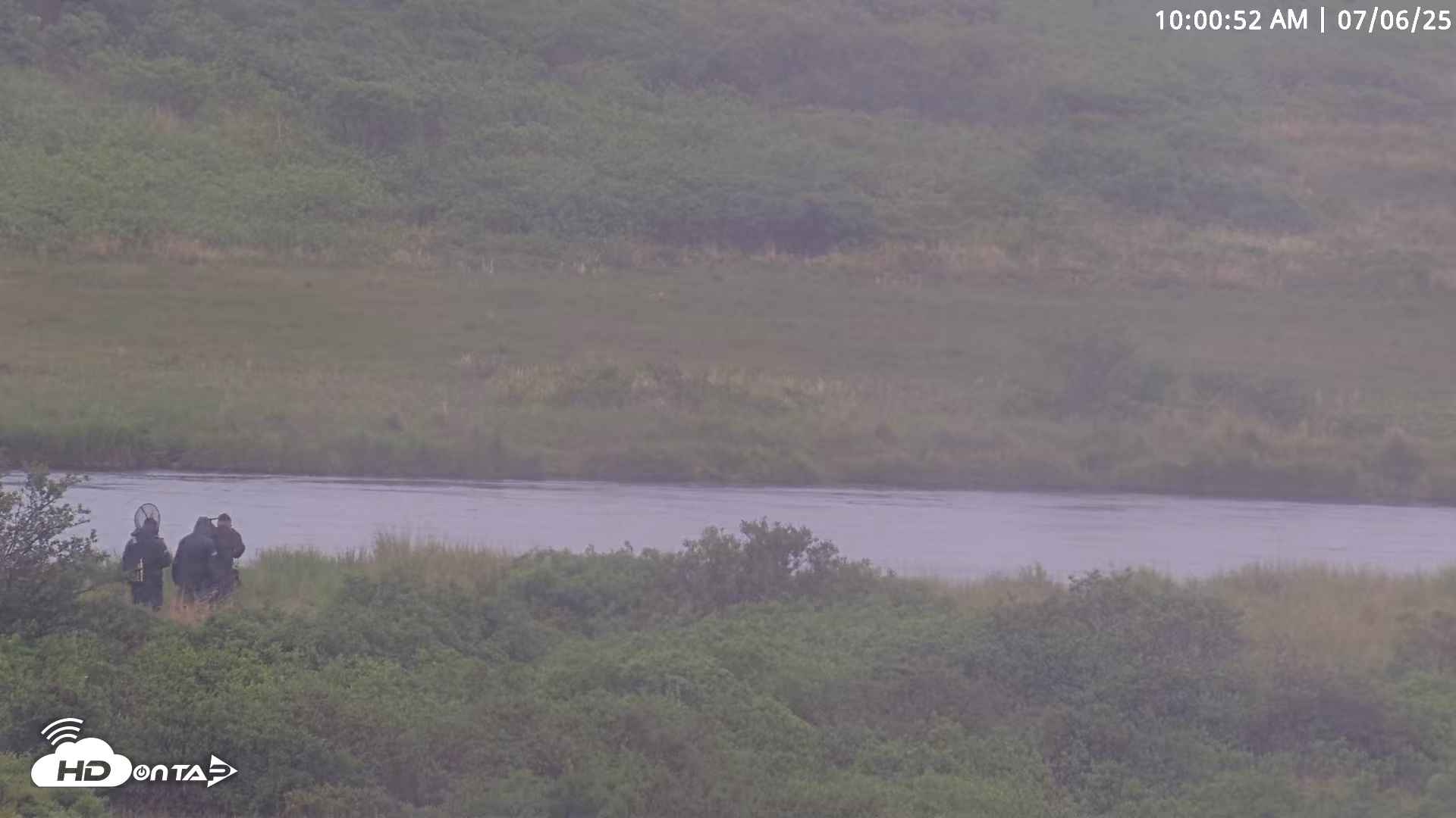 Snapshot of Kodiak Alaska Brown Bears Live Webcam taken Jul 6, 2025, 10:01am AKDT
