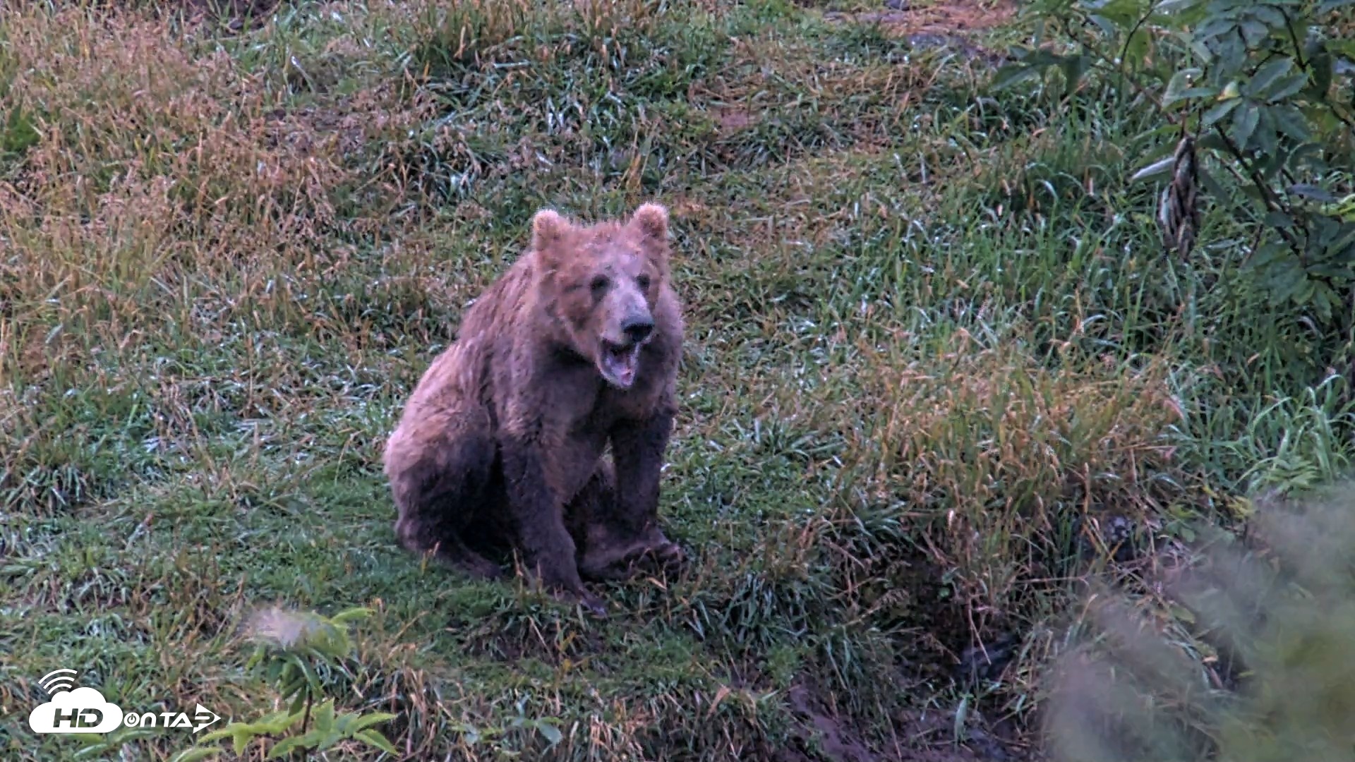 Snapshot of Kodiak Alaska Brown Bears Live Webcam taken Aug 20, 2026, 7:11am AKDT
