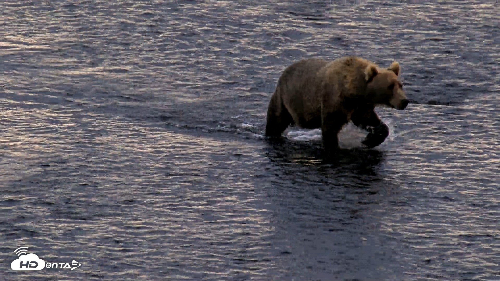Snapshot of Kodiak Alaska Brown Bears Live Webcam taken Aug 21, 2026, 7:58am AKDT