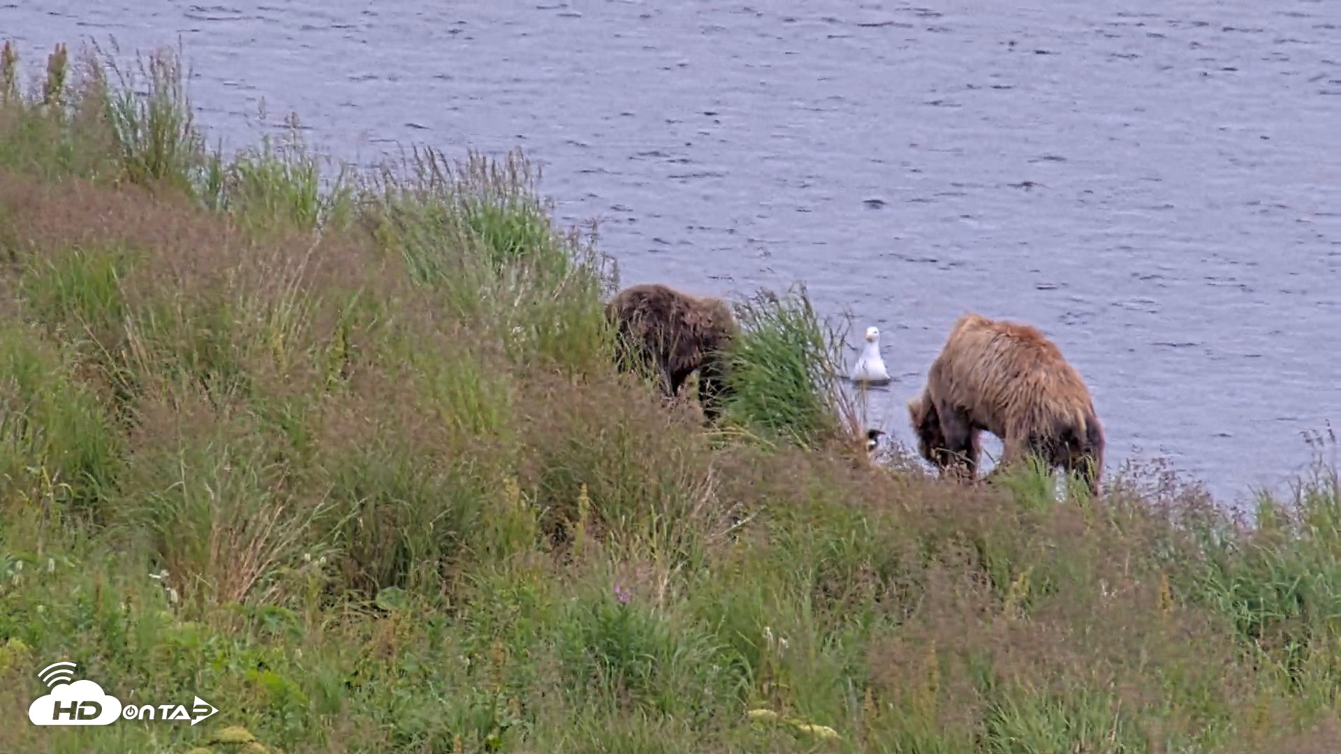 Snapshot of Kodiak Alaska Brown Bears Live Webcam taken Aug 10, 2026, 6:40pm AKDT