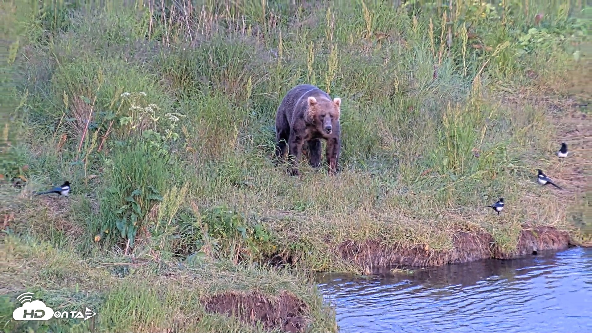 Snapshot of Kodiak Alaska Brown Bears Live Webcam taken Aug 1, 2026, 8:59pm AKDT