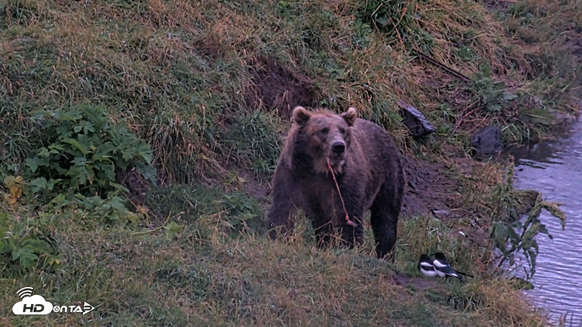 Snapshot of Kodiak Alaska Brown Bears Live Webcam taken Aug 16, 2026, 7:07am AKDT