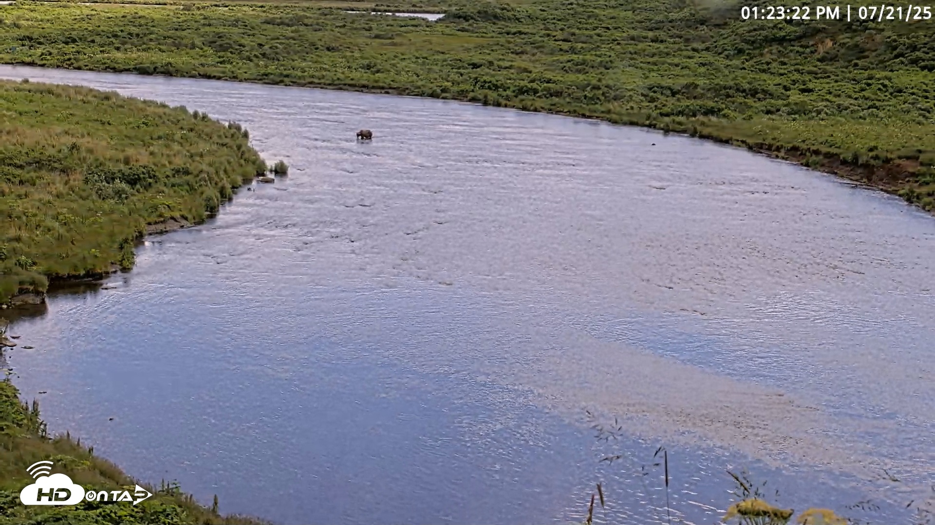 Snapshot of Kodiak Alaska Brown Bears Live Webcam taken Jul 21, 2025, 1:23pm AKDT