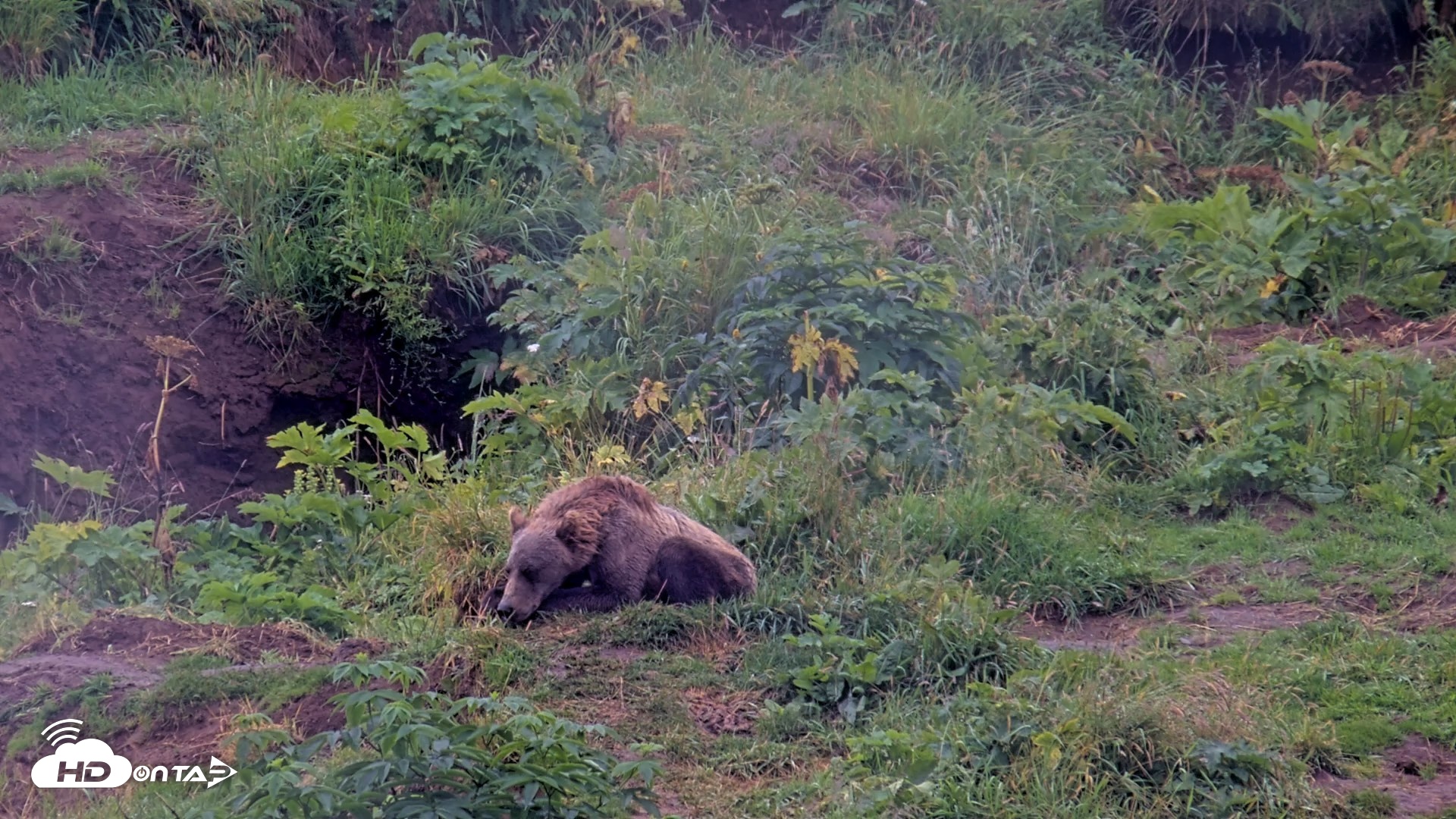 Snapshot of Kodiak Alaska Brown Bears Live Webcam taken Aug 14, 2026, 10:14am AKDT