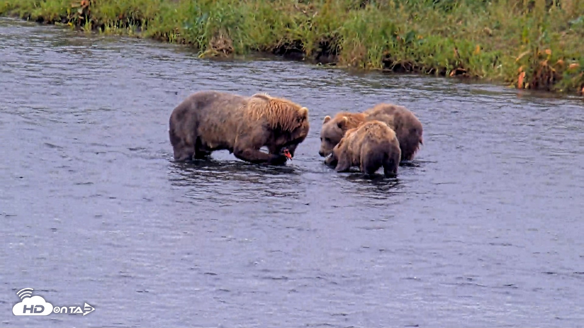Snapshot of Kodiak Alaska Brown Bears Live Webcam taken Aug 10, 2026, 11:32am AKDT