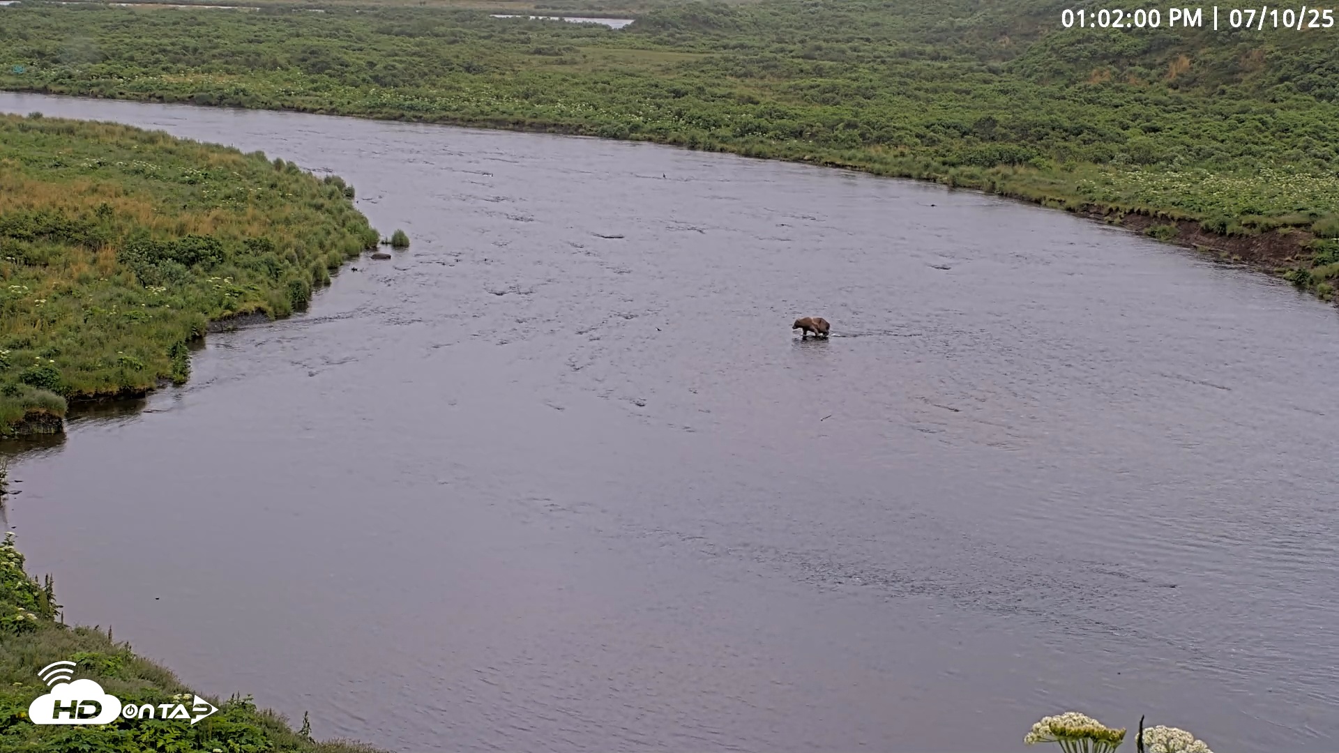 Snapshot of Kodiak Alaska Brown Bears Live Webcam taken Jul 10, 2025, 1:02pm AKDT