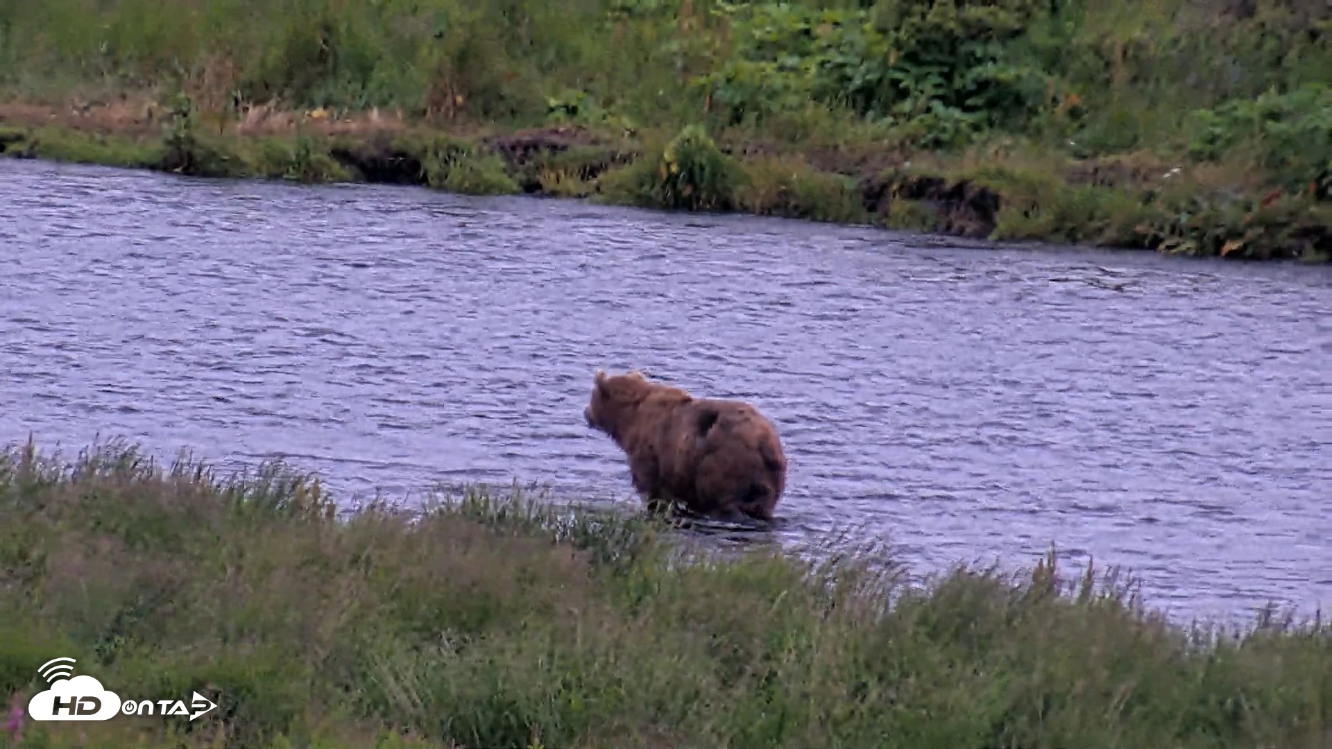 Snapshot of Kodiak Alaska Brown Bears Live Webcam taken Aug 3, 2026, 6:33am AKDT