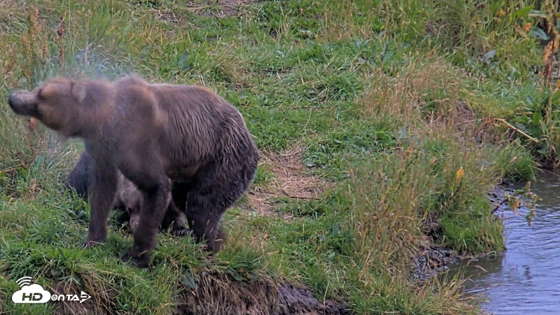 Snapshot of Kodiak Alaska Brown Bears Live Webcam taken Aug 20, 2026, 8:19pm AKDT