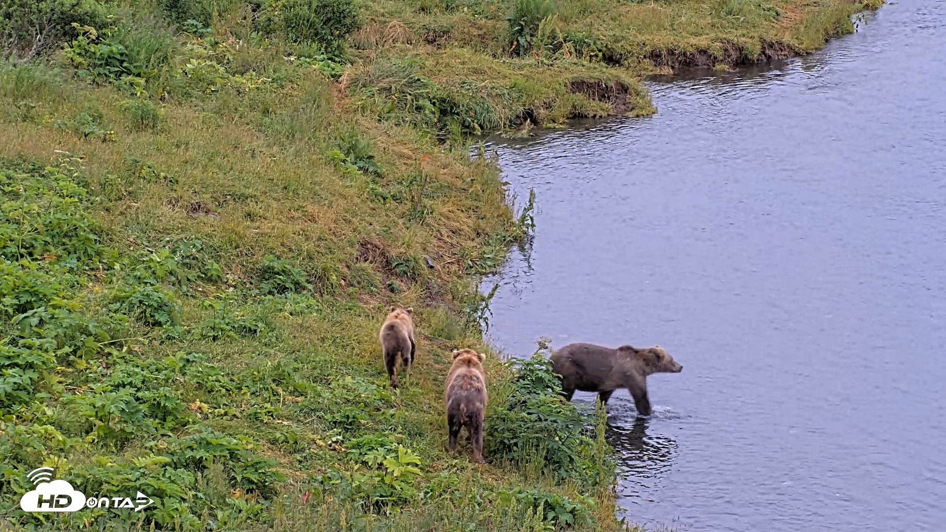 Snapshot of Kodiak Alaska Brown Bears Live Webcam taken Aug 7, 2026, 10:00am AKDT