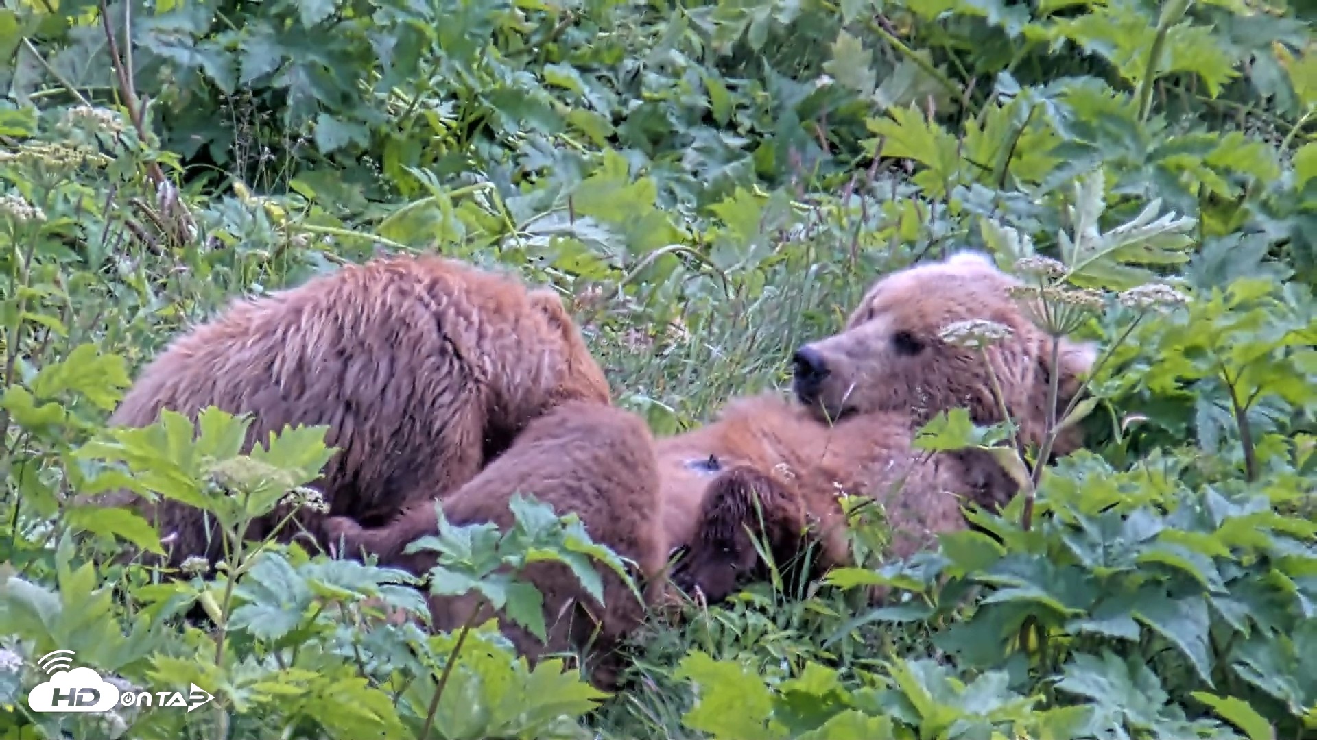 Snapshot of Kodiak Alaska Brown Bears Live Webcam taken Jul 25, 2026, 2:23pm AKDT