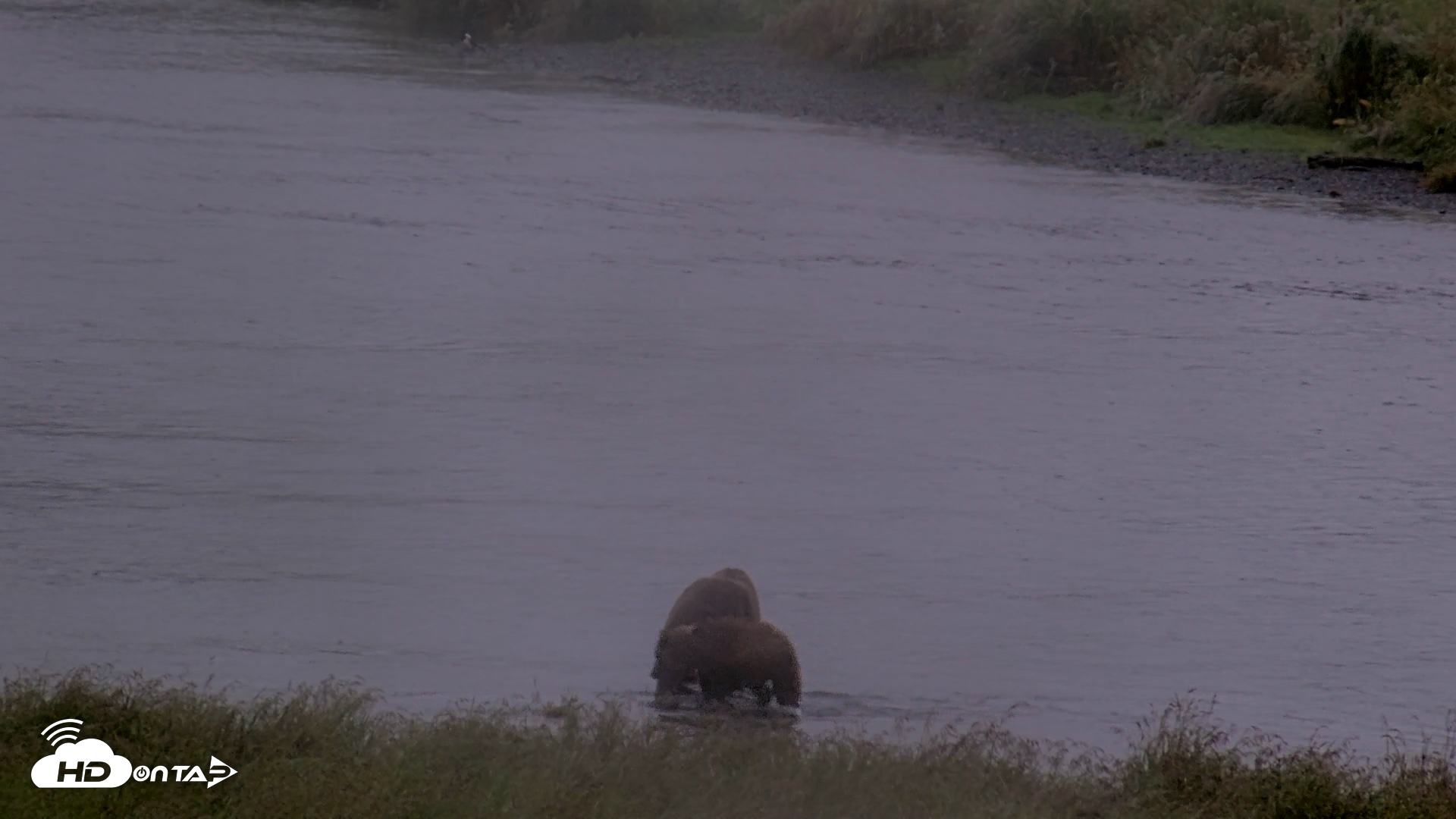 Snapshot of Kodiak Alaska Brown Bears Live Webcam taken Aug 22, 2026, 8:37am AKDT