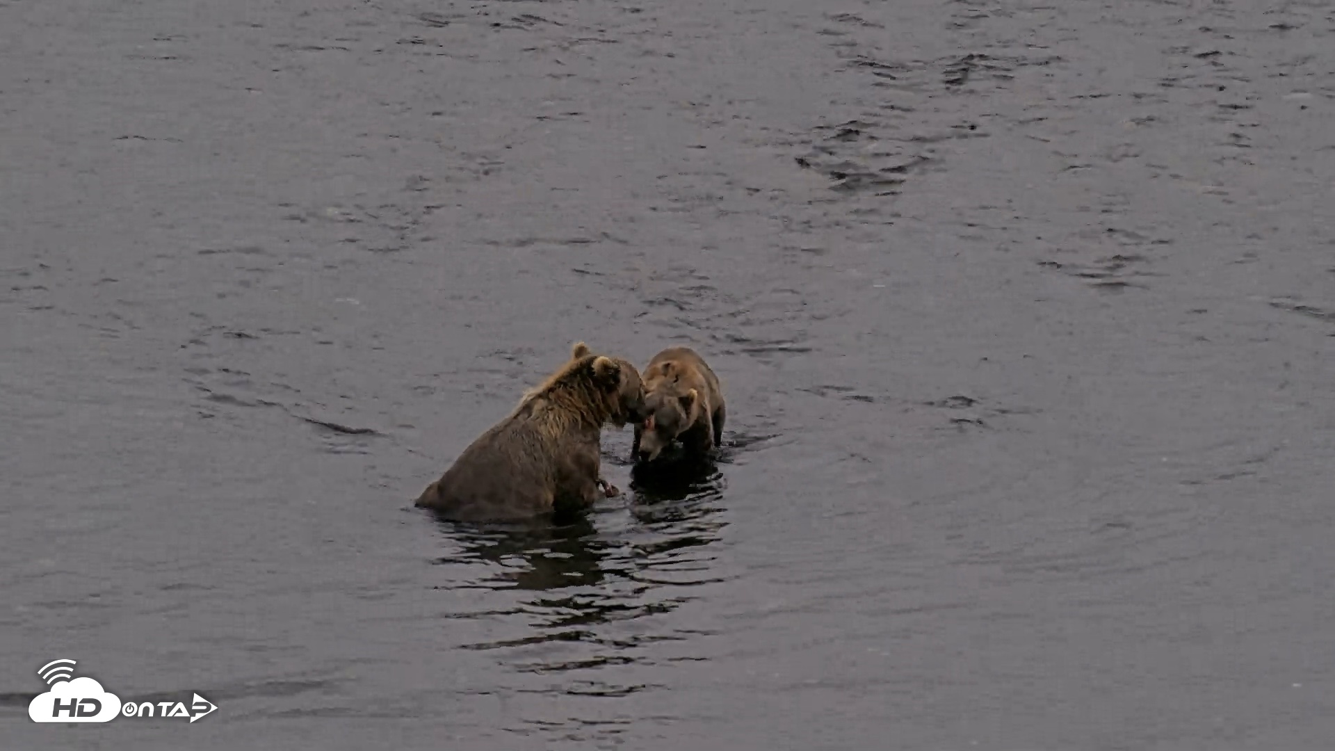 Snapshot of Kodiak Alaska Brown Bears Live Webcam taken Aug 17, 2026, 8:46pm AKDT