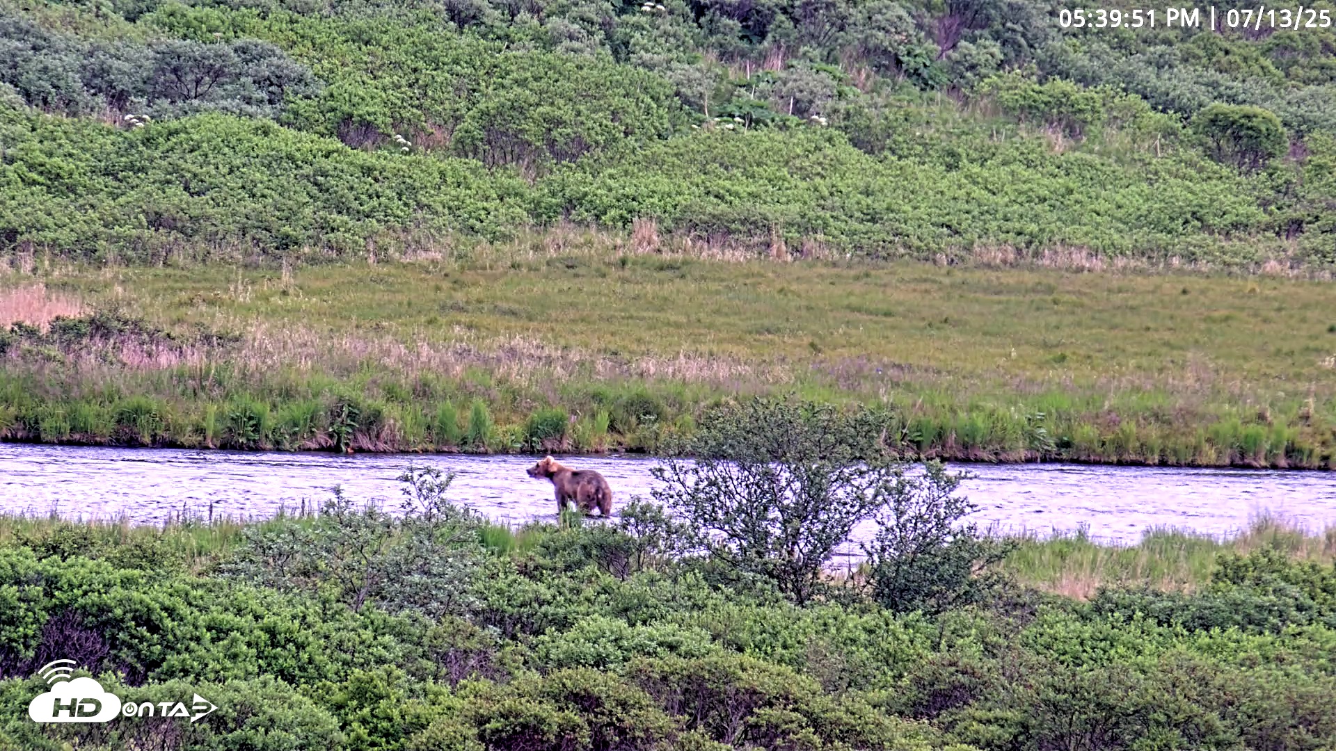 Snapshot of Kodiak Alaska Brown Bears Live Webcam taken Jul 13, 2025, 5:40pm AKDT
