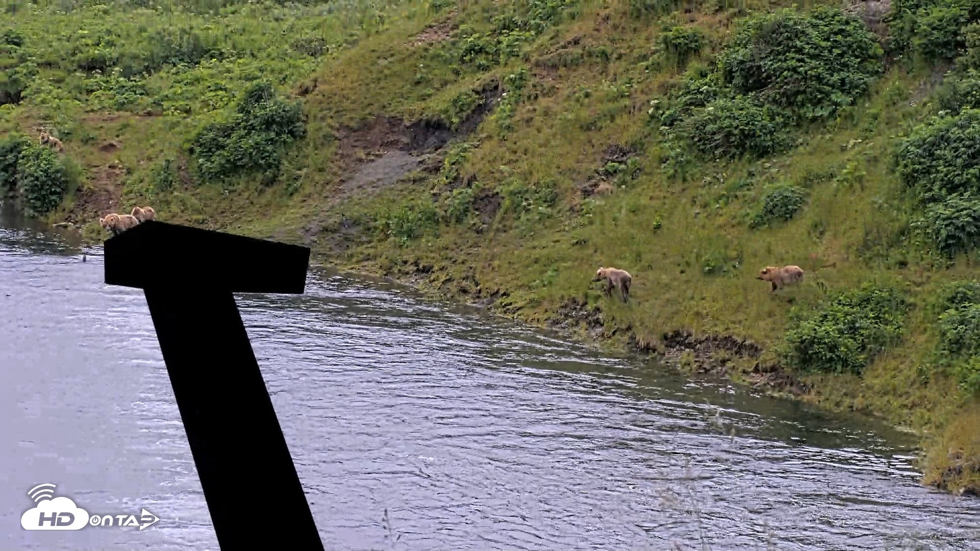 Snapshot of Kodiak Alaska Brown Bears Live Webcam taken Jul 28, 2026, 1:25pm AKDT