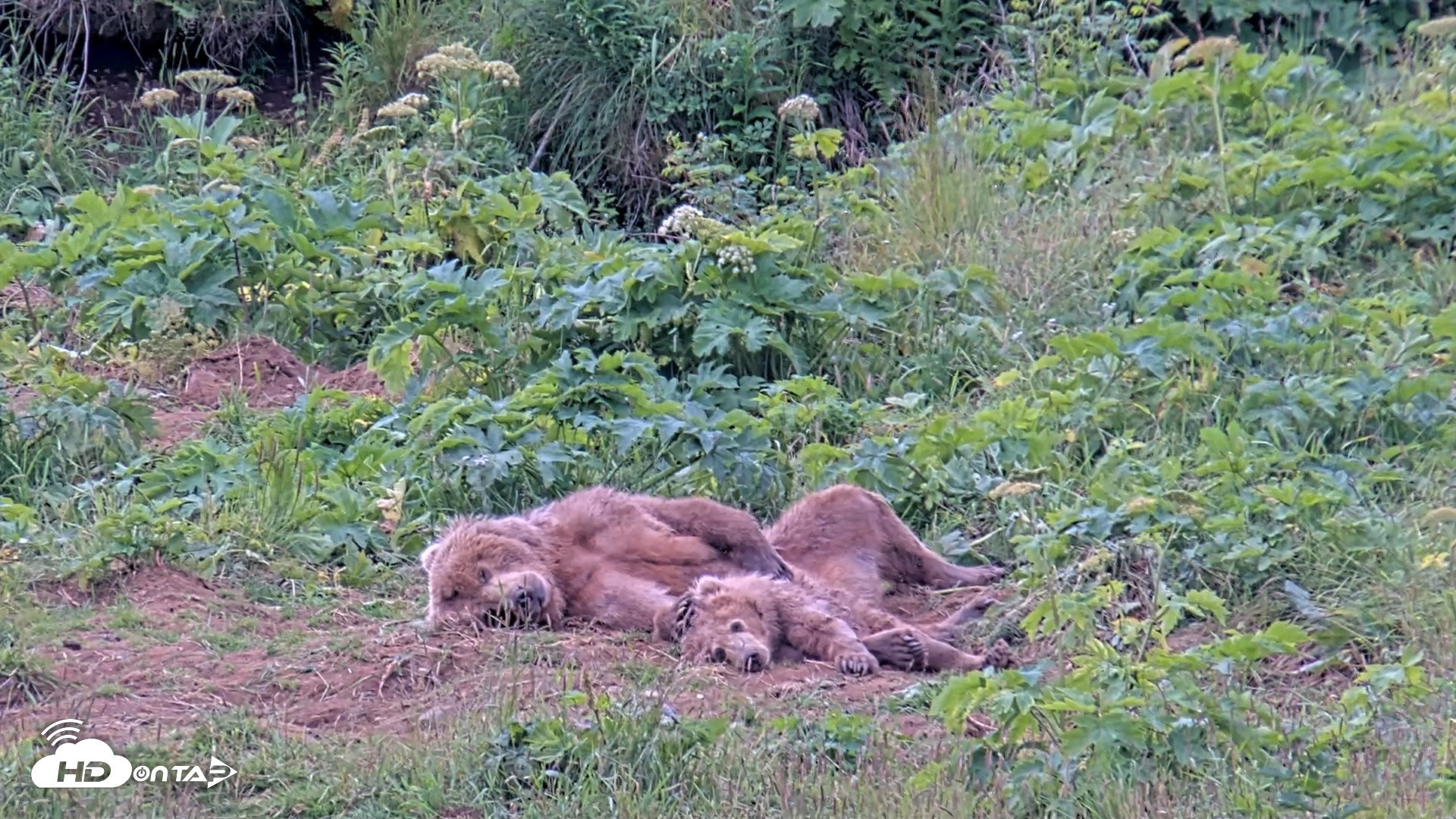 Snapshot of Kodiak Alaska Brown Bears Live Webcam taken Aug 2, 2026, 11:28am AKDT