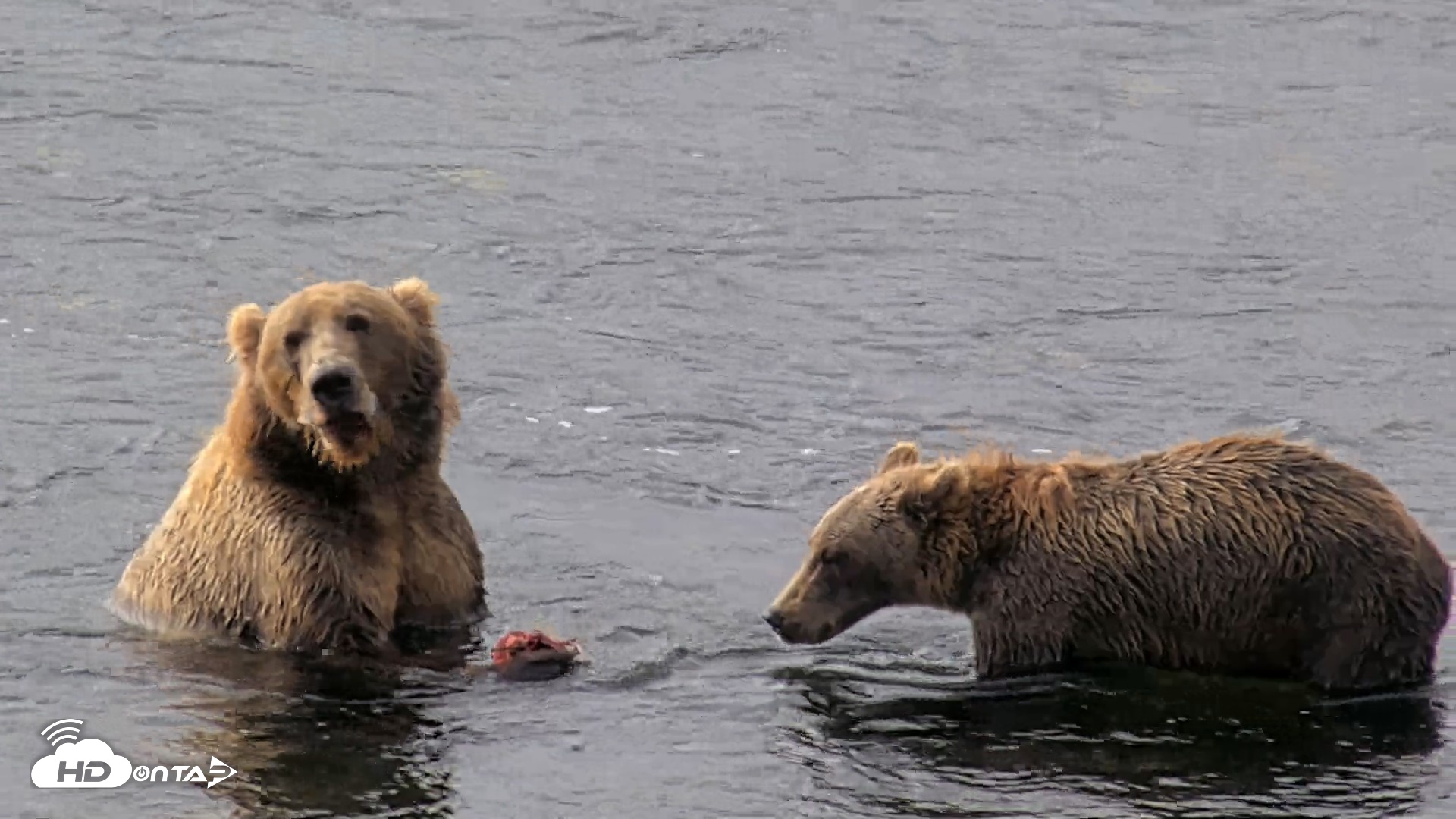 Snapshot of Kodiak Alaska Brown Bears Live Webcam taken Aug 18, 2026, 10:02am AKDT