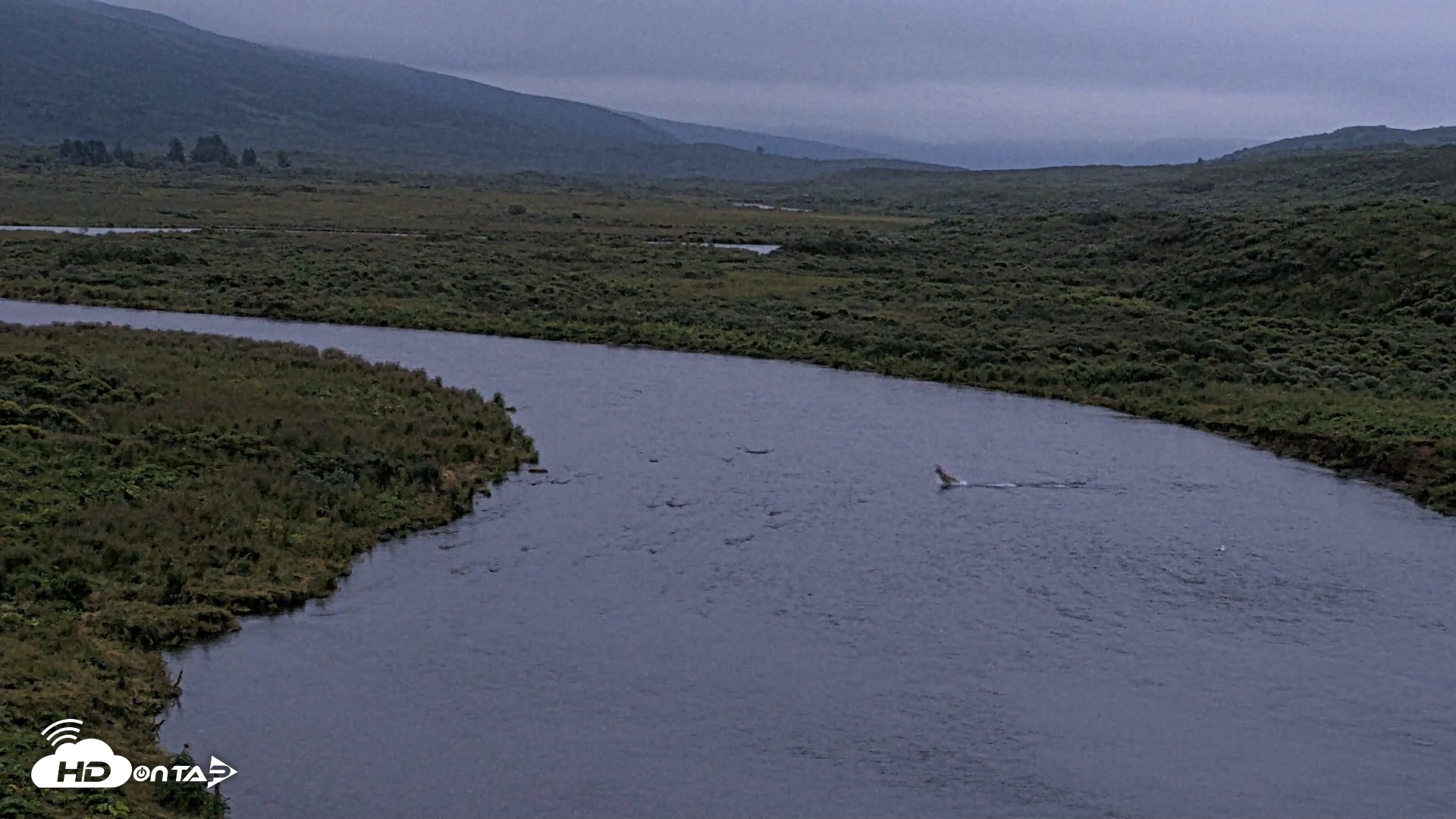 Snapshot of Kodiak Alaska Brown Bears Live Webcam taken Aug 9, 2026, 10:35pm AKDT