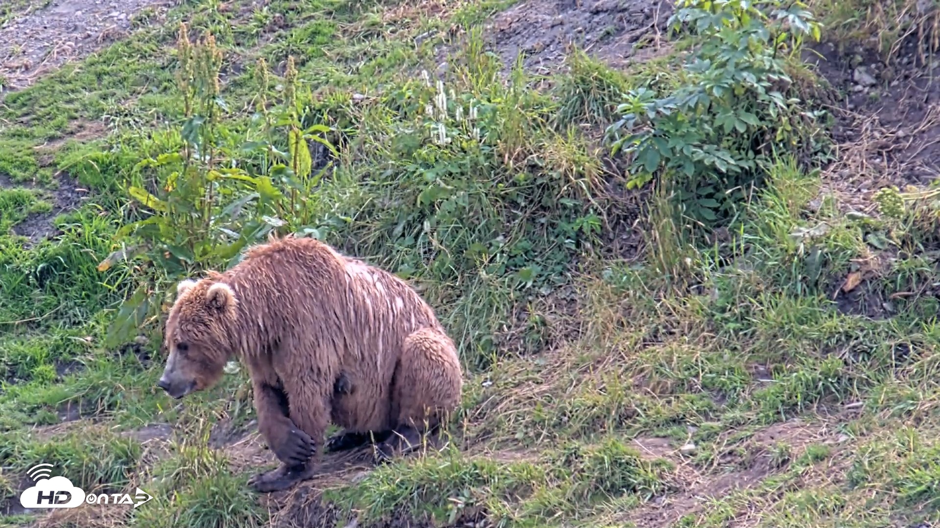 Snapshot of Kodiak Alaska Brown Bears Live Webcam taken Aug 9, 2026, 3:44pm AKDT