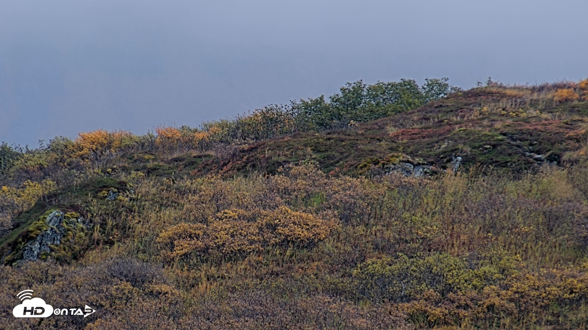 Snapshot of Kodiak Alaska Brown Bears Live Webcam taken Oct 8, 2026, 9:59am AKDT