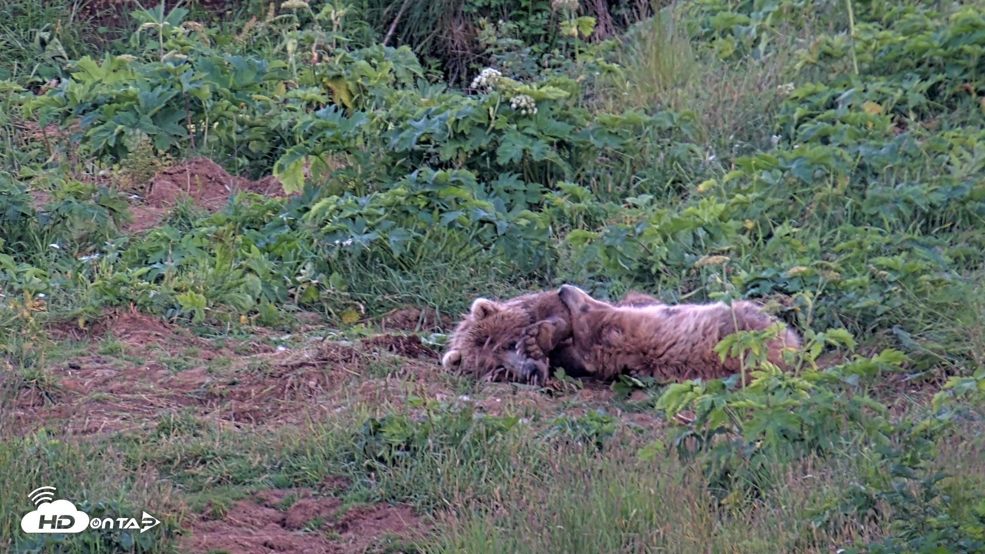 Snapshot of Kodiak Alaska Brown Bears Live Webcam taken Aug 1, 2026, 10:16pm AKDT