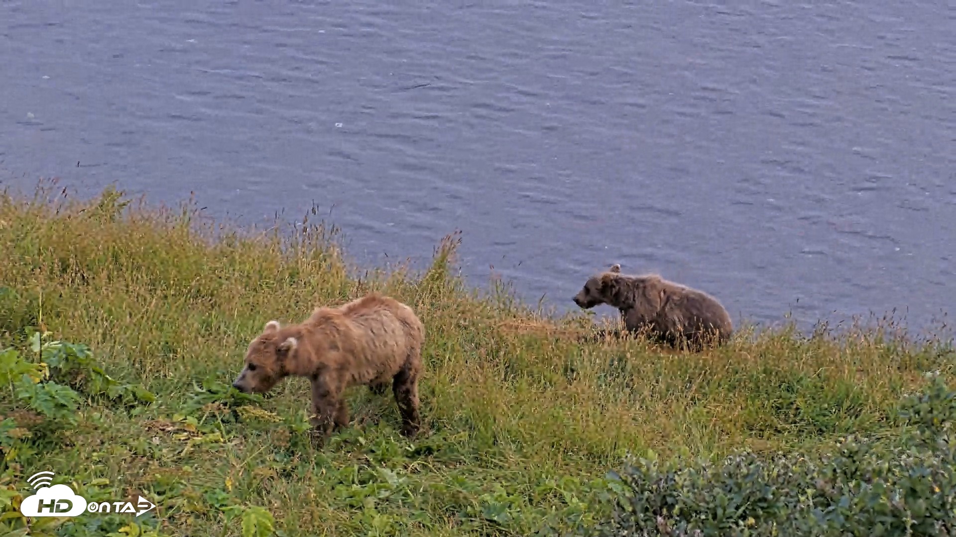Snapshot of Kodiak Alaska Brown Bears Live Webcam taken Aug 10, 2026, 9:05pm AKDT