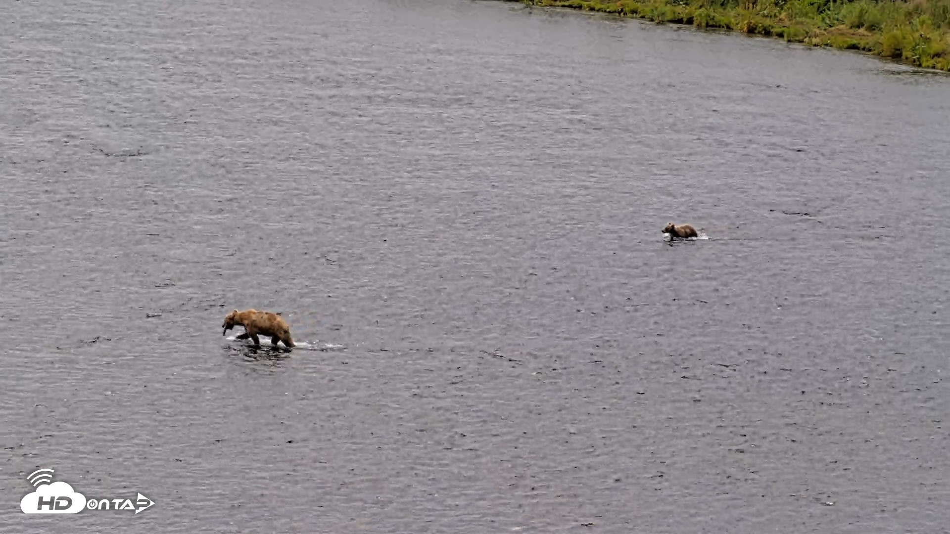 Snapshot of Kodiak Alaska Brown Bears Live Webcam taken Aug 10, 2026, 11:59am AKDT