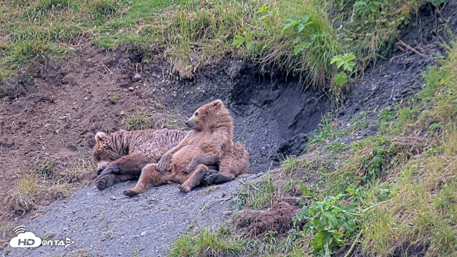 Snapshot of Kodiak Alaska Brown Bears Live Webcam taken Aug 1, 2026, 7:25pm AKDT
