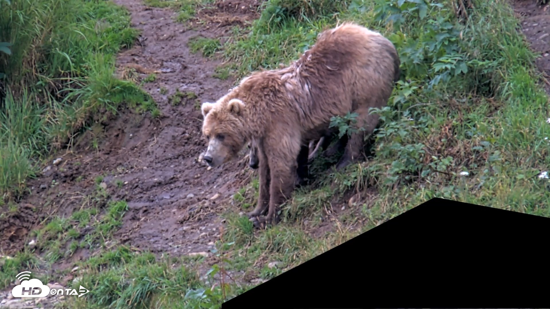 Snapshot of Kodiak Alaska Brown Bears Live Webcam taken Aug 14, 2026, 4:13pm AKDT