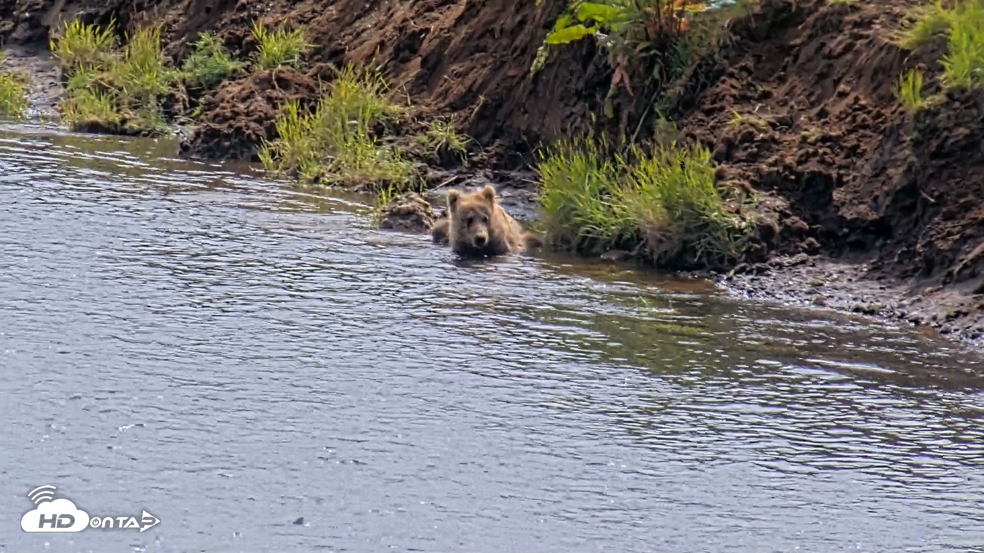 Snapshot of Kodiak Alaska Brown Bears Live Webcam taken Aug 1, 2026, 2:15pm AKDT