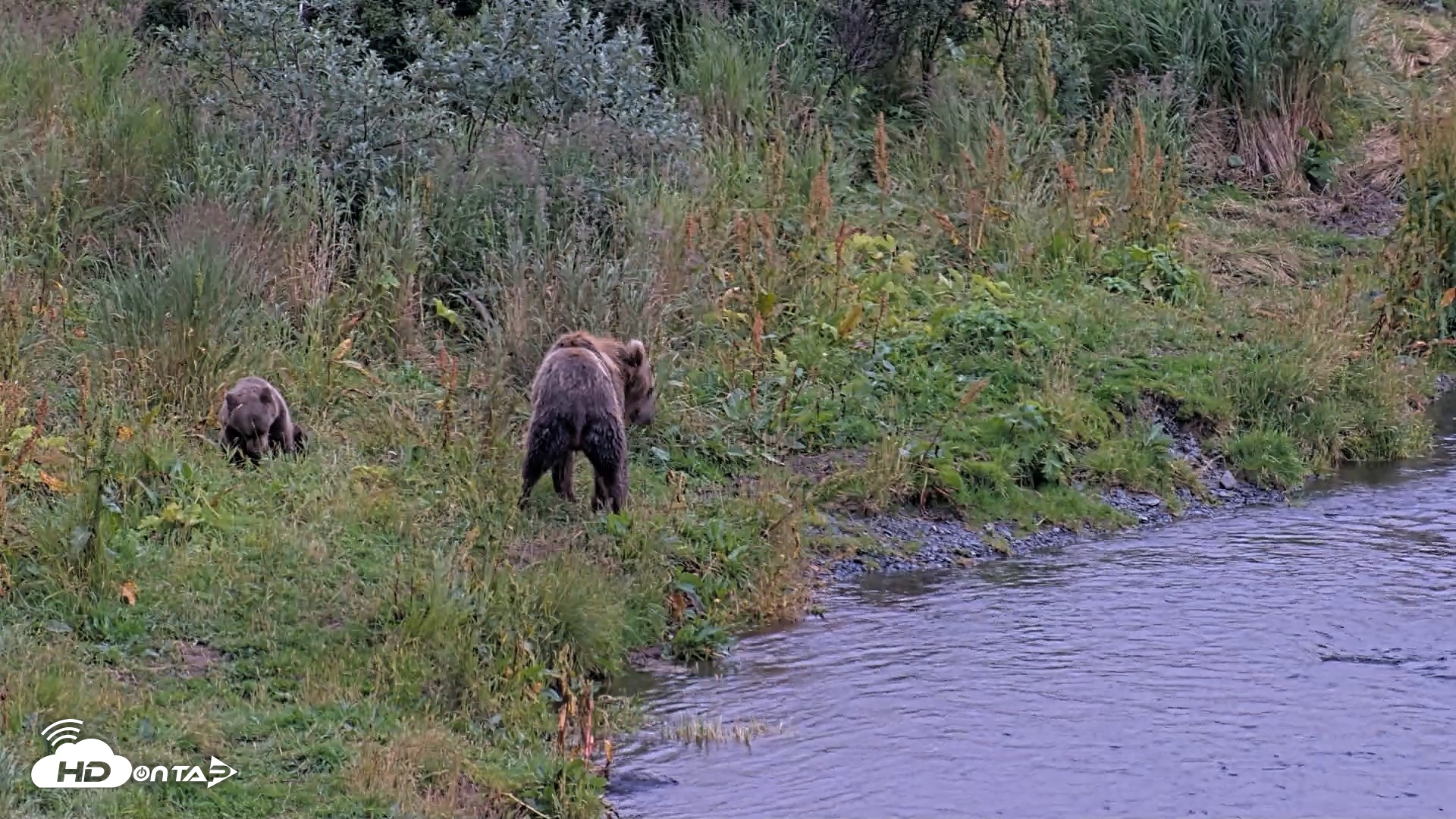 Snapshot of Kodiak Alaska Brown Bears Live Webcam taken Aug 20, 2026, 8:46pm AKDT