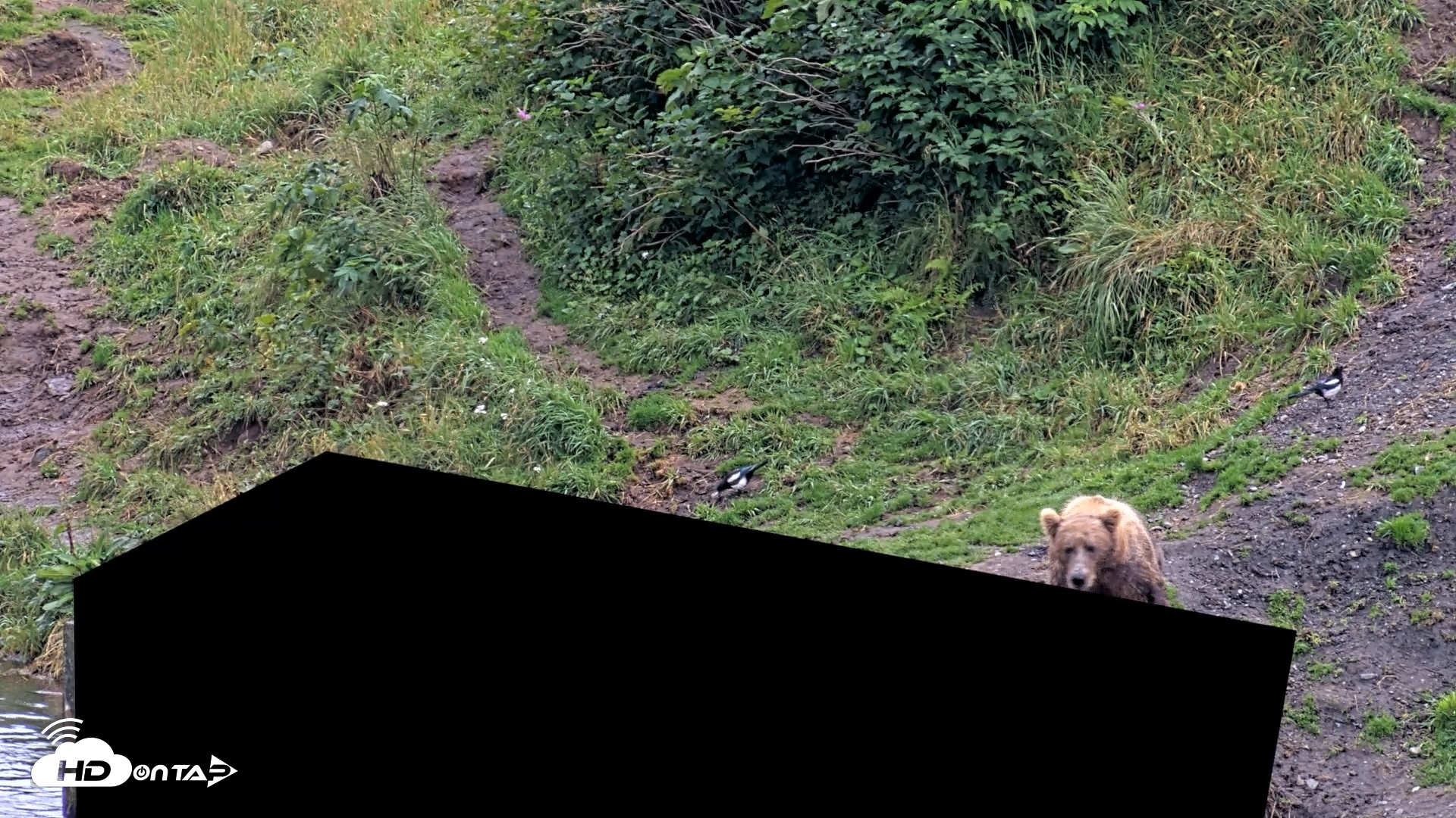 Snapshot of Kodiak Alaska Brown Bears Live Webcam taken Aug 17, 2026, 4:06pm AKDT