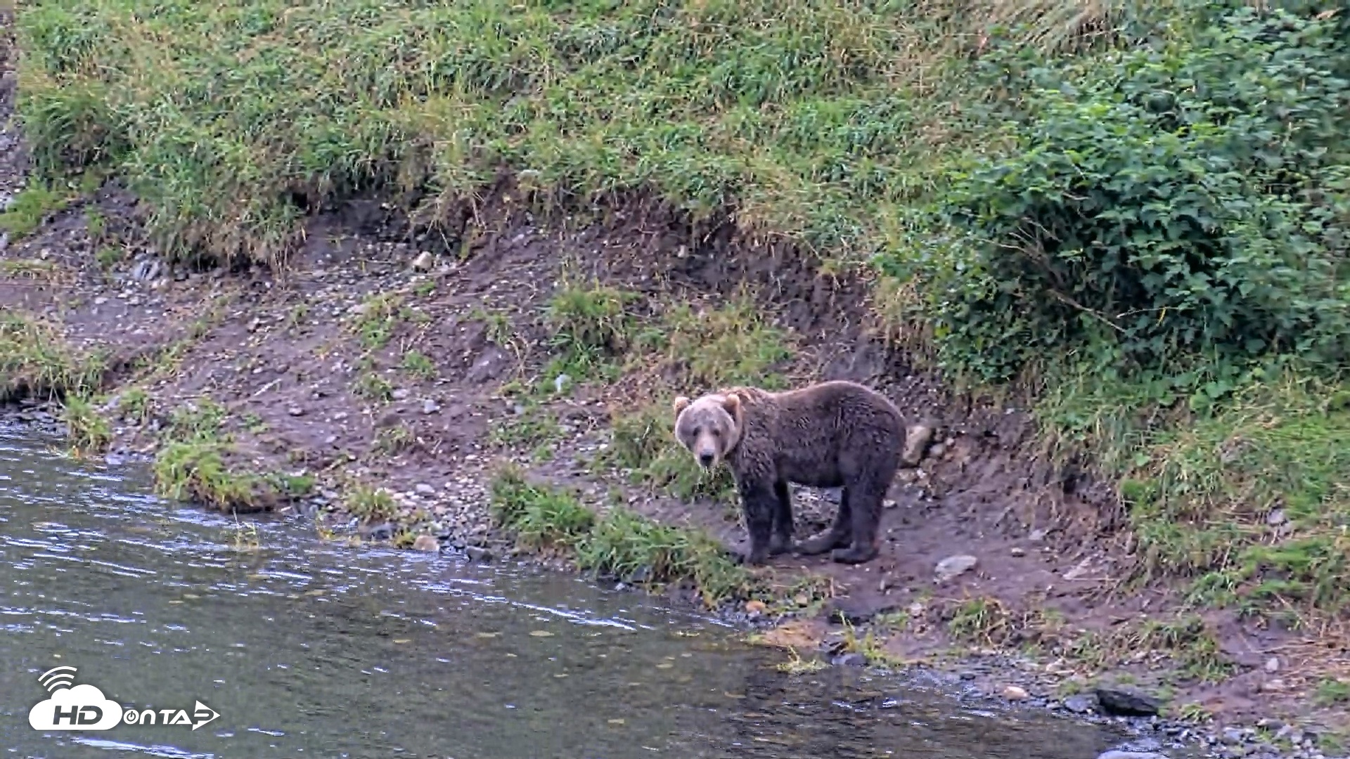 Snapshot of Kodiak Alaska Brown Bears Live Webcam taken Aug 20, 2026, 7:21pm AKDT