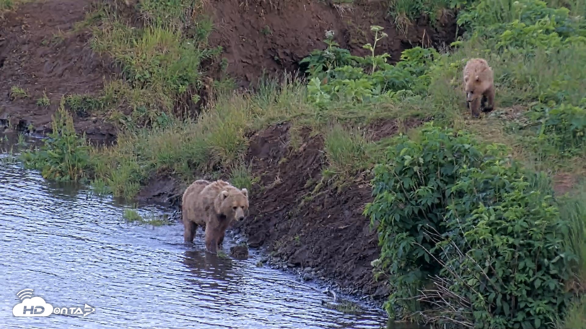 Snapshot of Kodiak Alaska Brown Bears Live Webcam taken Jul 26, 2026, 9:29pm AKDT