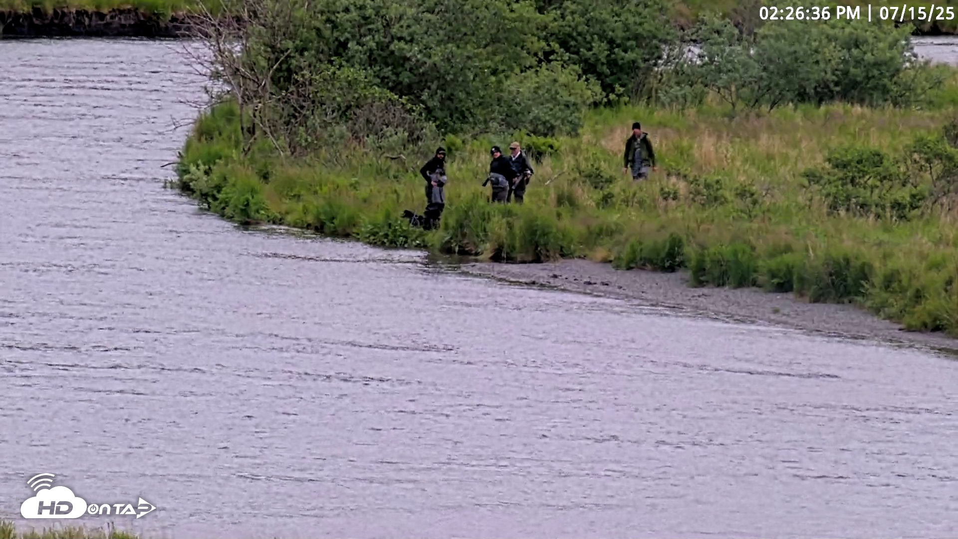 Snapshot of Kodiak Alaska Brown Bears Live Webcam taken Jul 15, 2025, 2:27pm AKDT