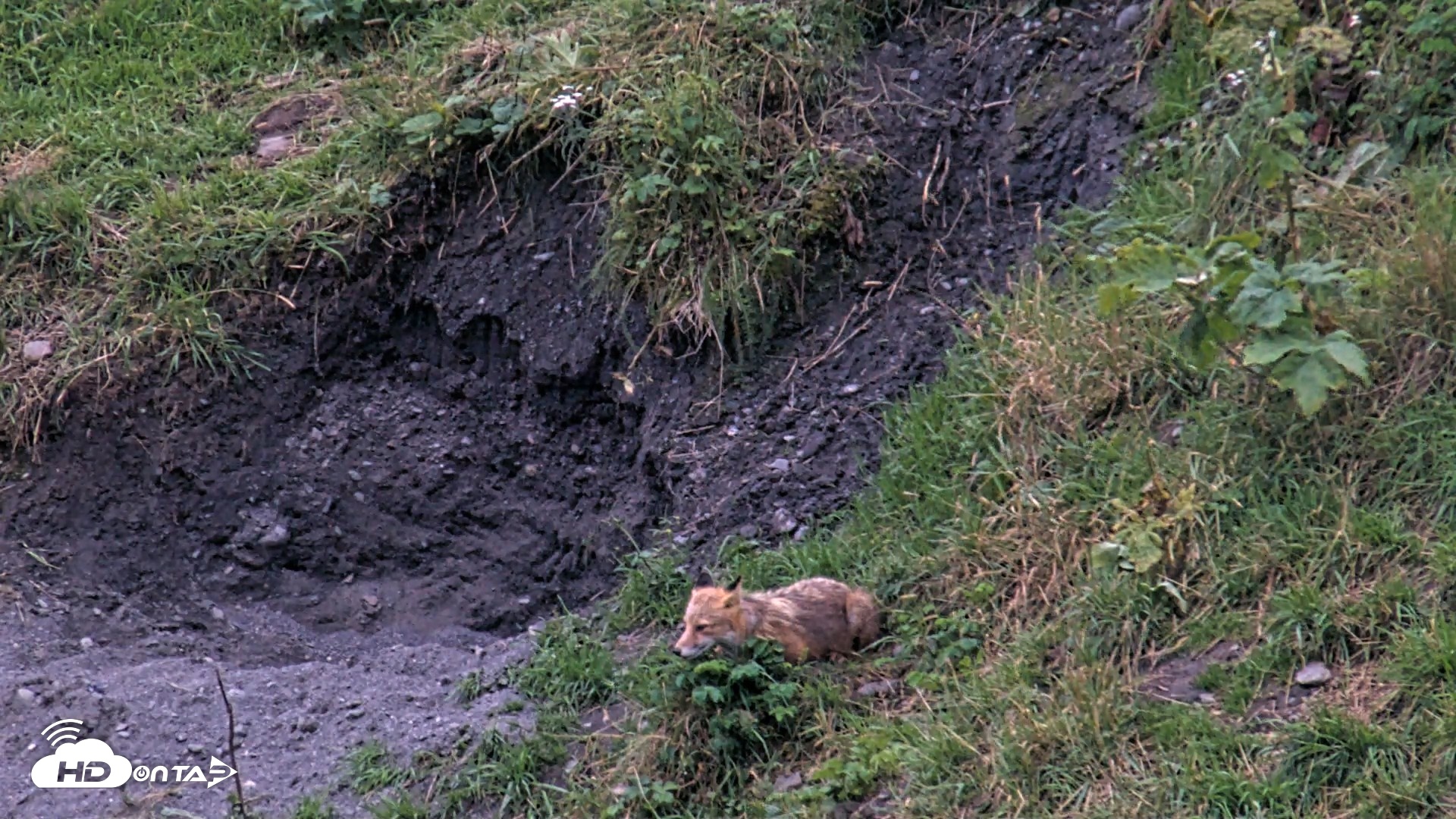 Snapshot of Kodiak Alaska Brown Bears Live Webcam taken Aug 21, 2026, 9:23pm AKDT