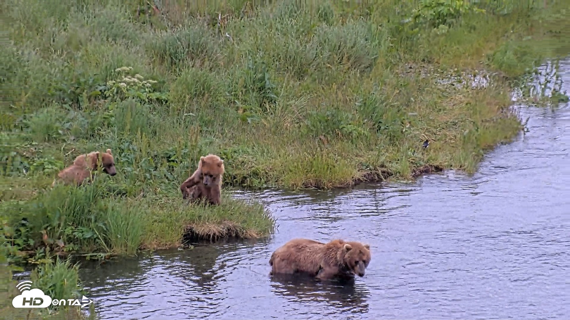 Snapshot of Kodiak Alaska Brown Bears Live Webcam taken Jul 25, 2026, 11:39am AKDT