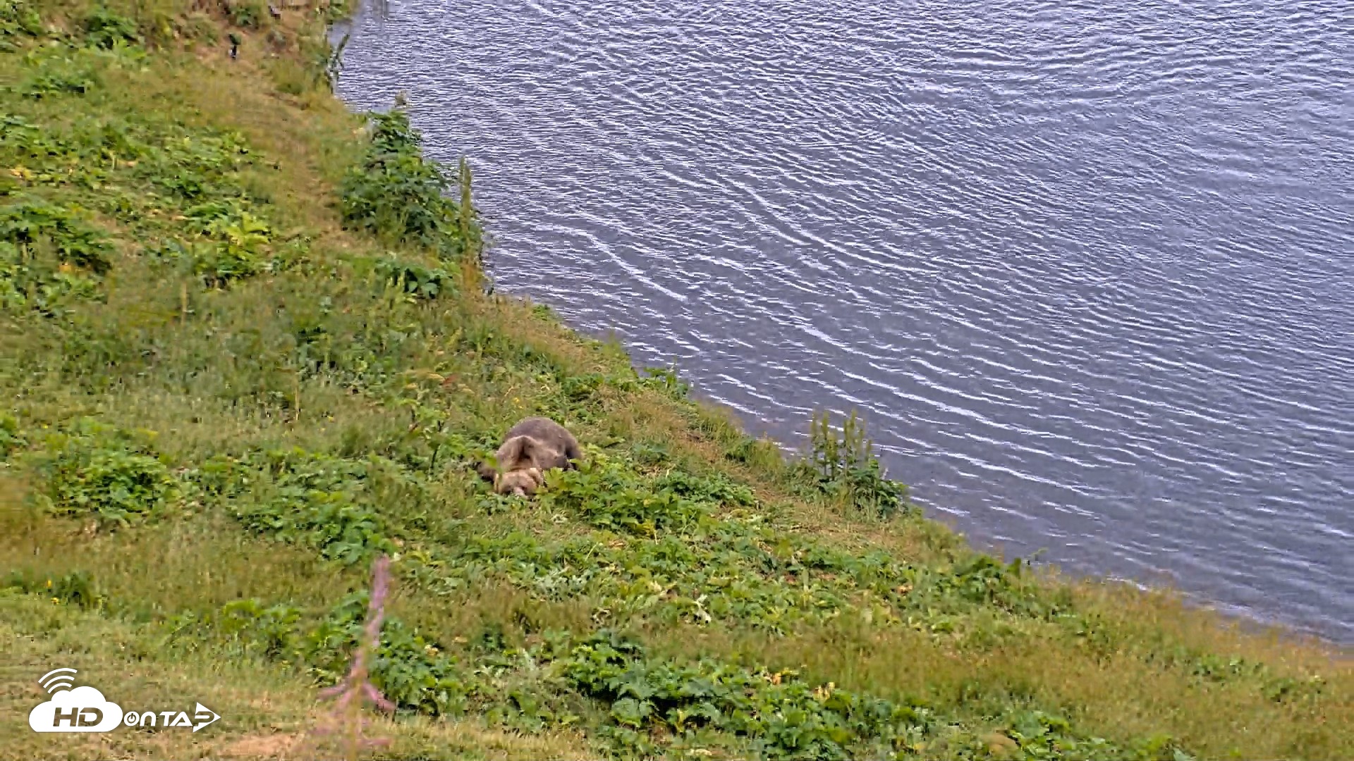 Snapshot of Kodiak Alaska Brown Bears Live Webcam taken Aug 6, 2026, 7:07pm AKDT