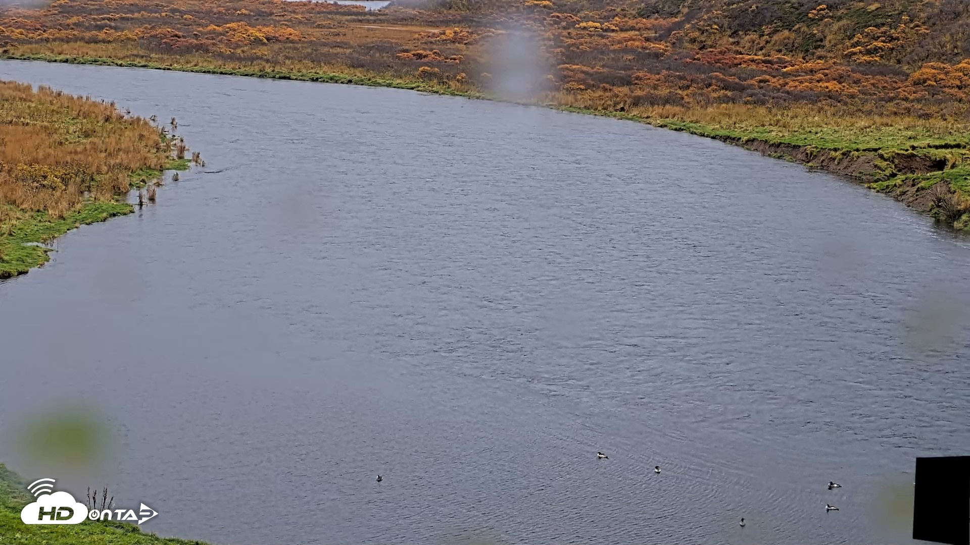 Snapshot of Kodiak Alaska Brown Bears Live Webcam taken Oct 14, 2026, 11:20am AKDT